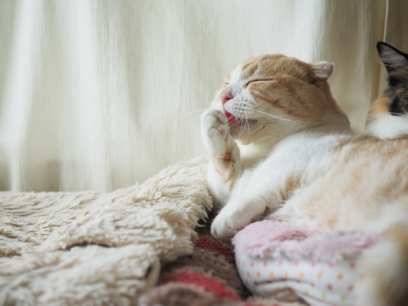 こちらは「S-AF」で手にピントを固定して、連写を使って撮影しました。なめている手にピントを合わせれば、自ずと舌にもピントが合い舌ペロ写真が撮りやすくなります。