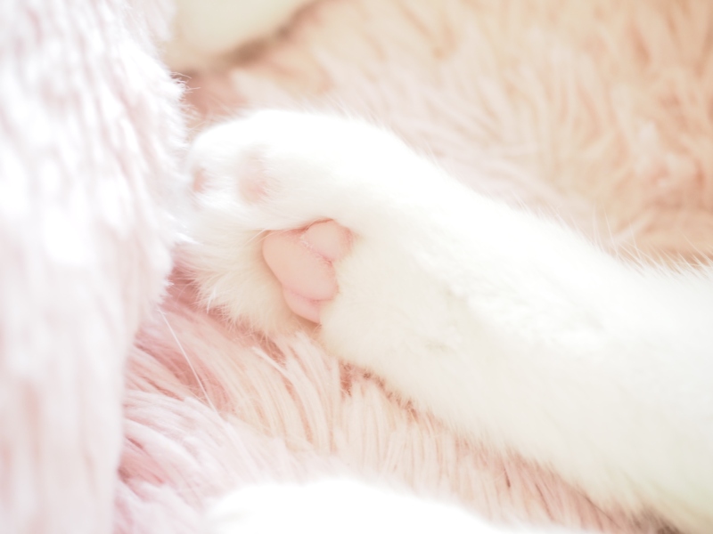 肉球にピントを合わせてパチリ♪肉球は猫によって色が違います。この子はきれいなピンク色でした。