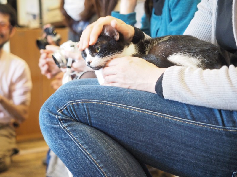 講評中、参加者の膝に乗にきた猫ちゃんも。ゴロゴロ、なでてニャー。