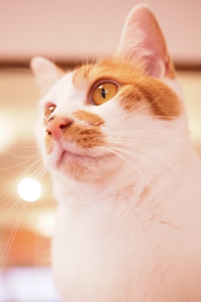 参加者の方の作品です。撮影：tomoさん「猫は大好きですが、飼えないので猫カフェでのセミナーはとても楽しみでした。ふわふわした毛並みや爛々とした瞳、キュートな仕草など、撮りたい要素が盛りだくさんですがなかなか思うようにはいきません。。。ですが猫を撮る時のカメラの設定方法やピントの合わせ方など、とても勉強になりました。また、猫の写真を撮りに出かけたいです」