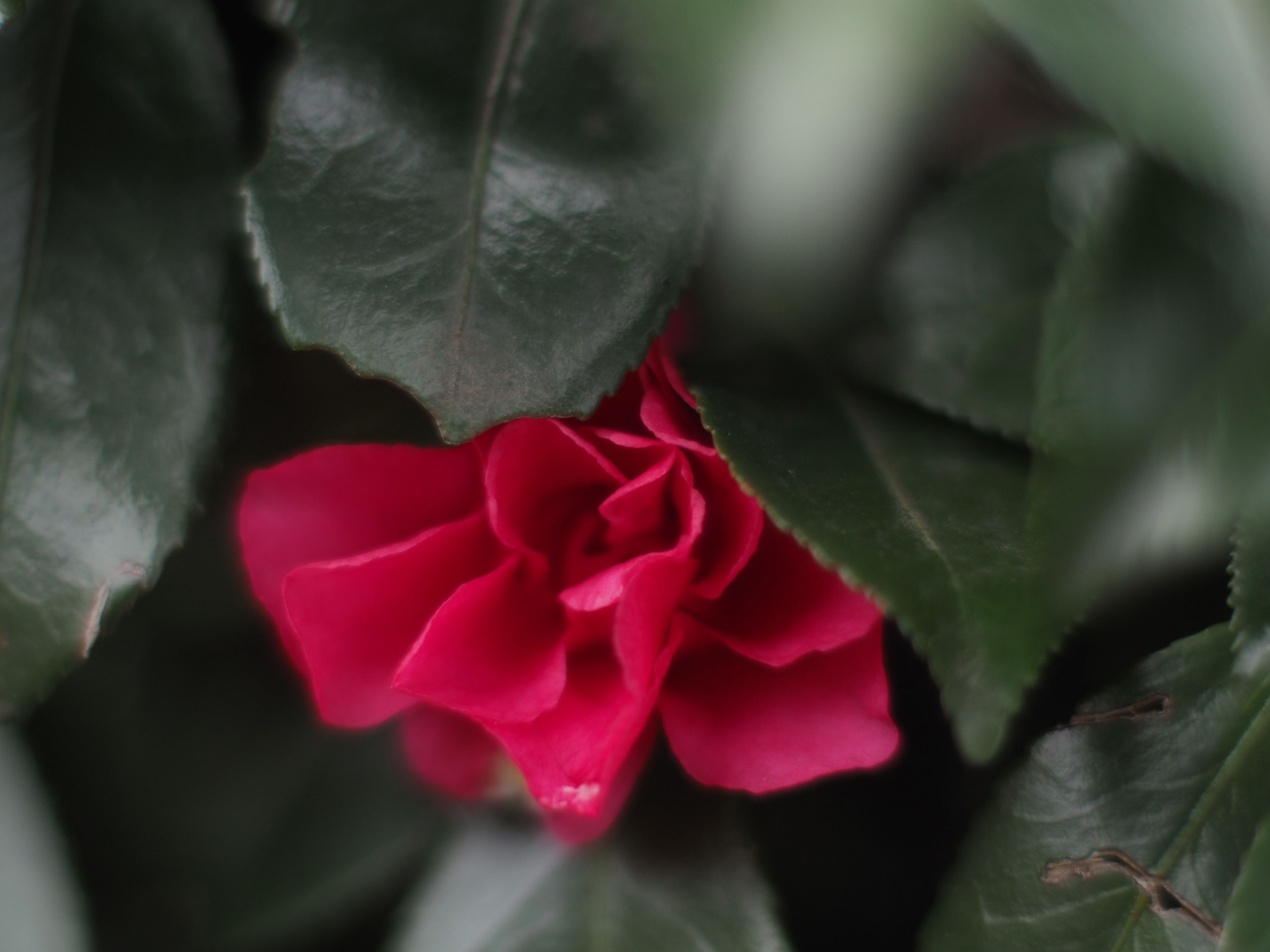 F1.2／1/1,250／ISO200