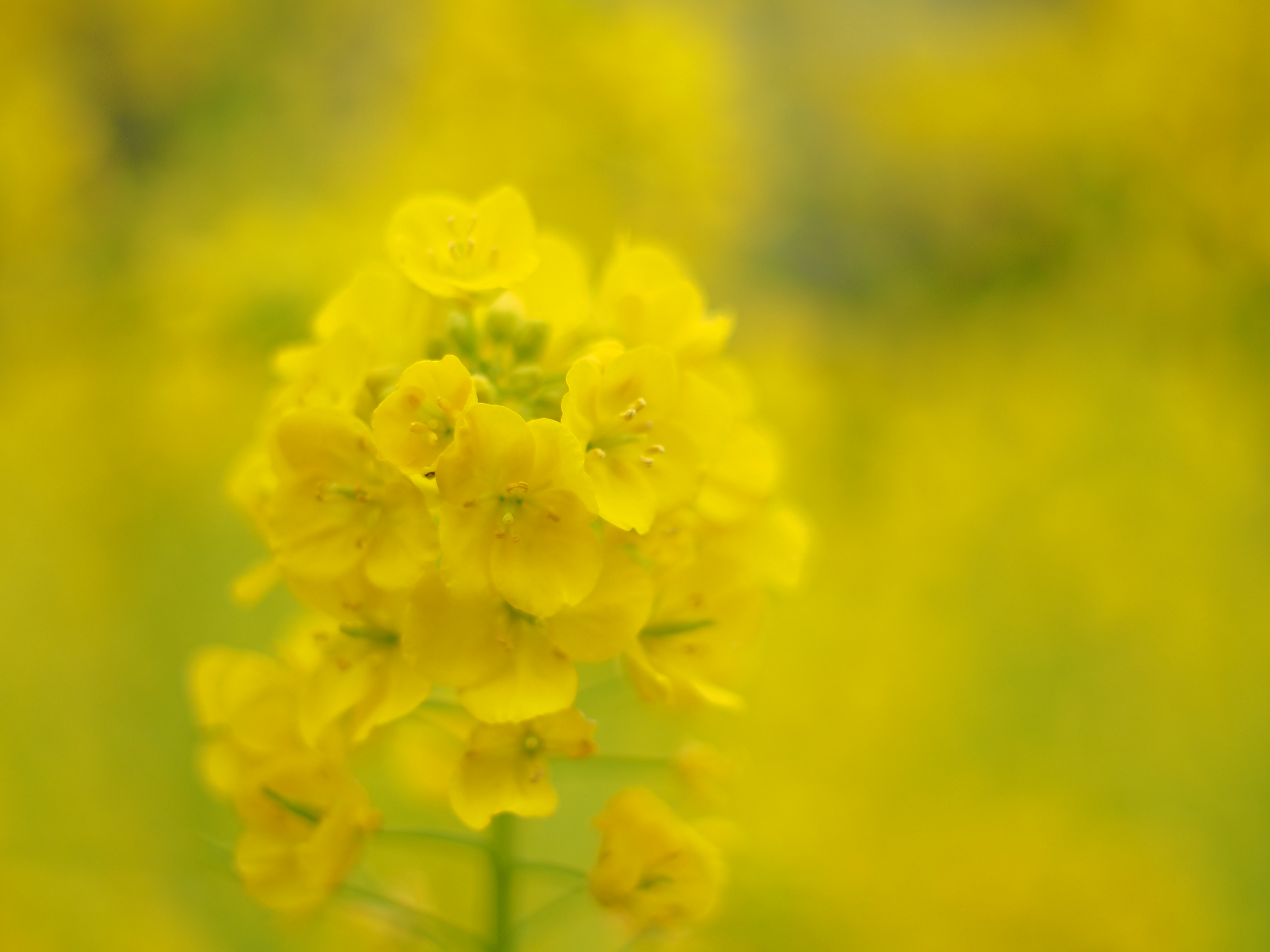 F1.4／1/2,500／ISO200