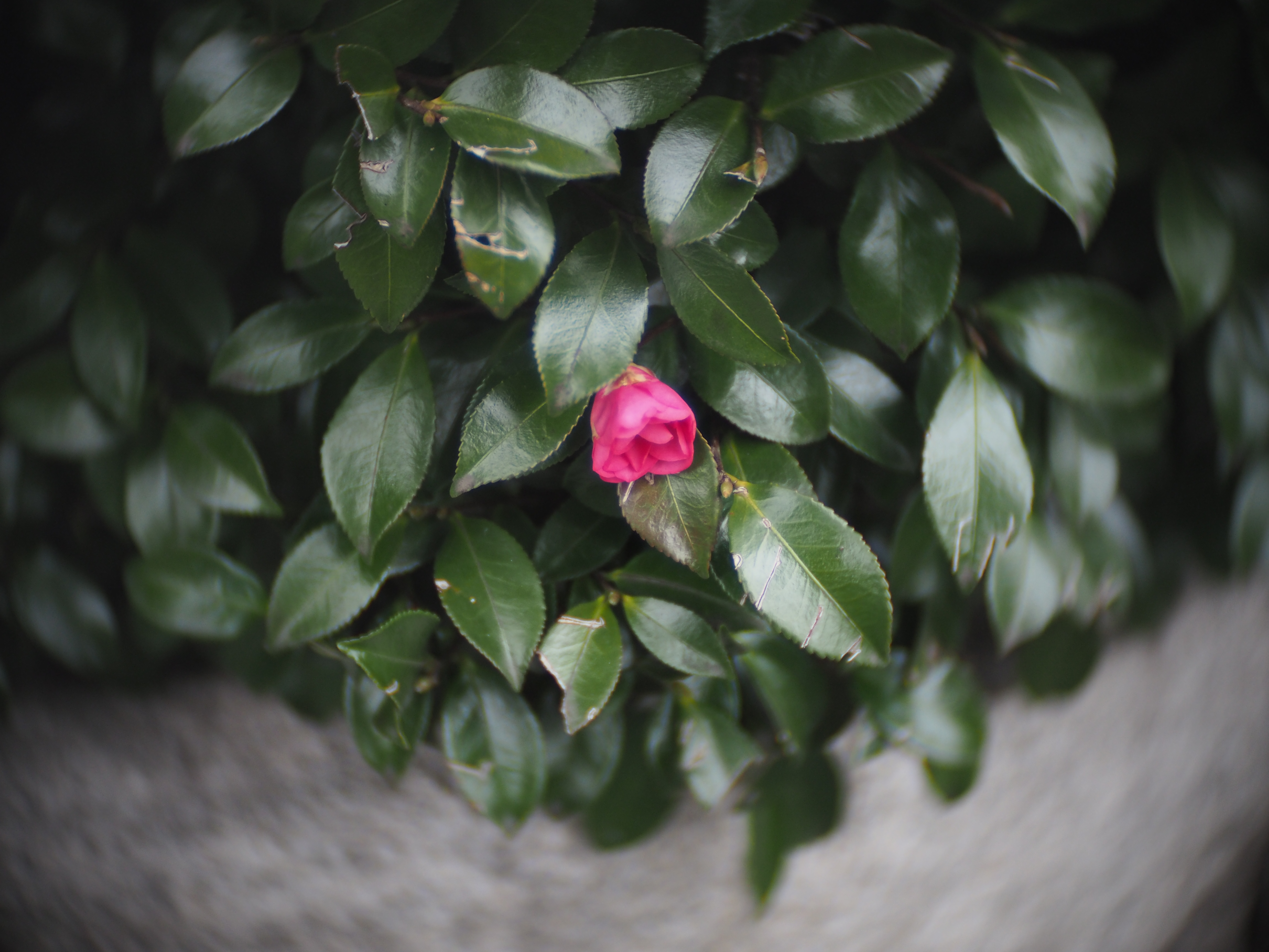 F1.4／1/200／ISO400