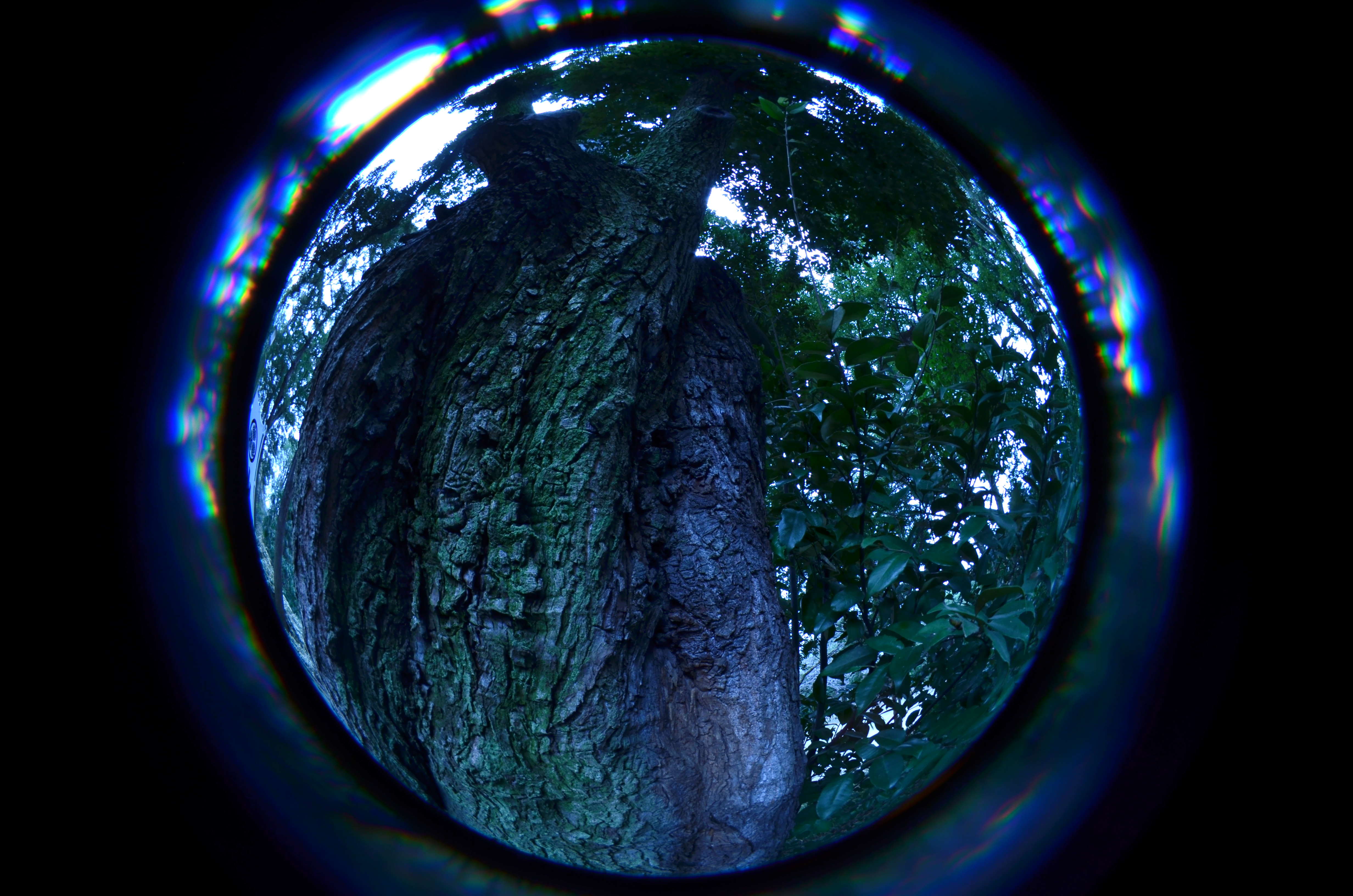 白い空の曇りの日なので、なるべく空を写しこまないように工夫したものの……そこでWBを電球に