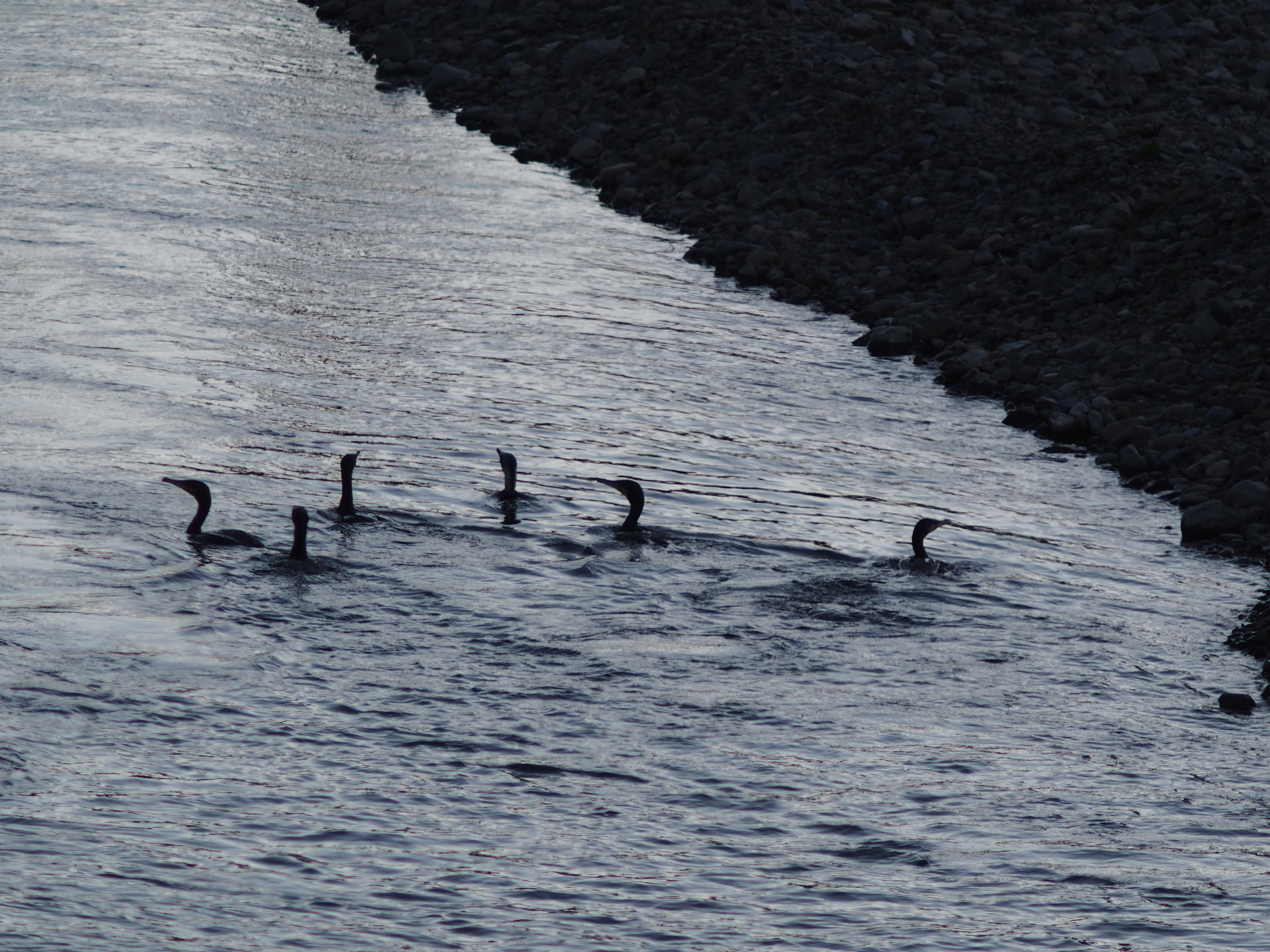 E-M1 / Carl Zeiss Jena 180mm f2.8 + MC-14 / 1/1,000秒 / F5.6 / 0EV / ISO200 / 絞り優先AE