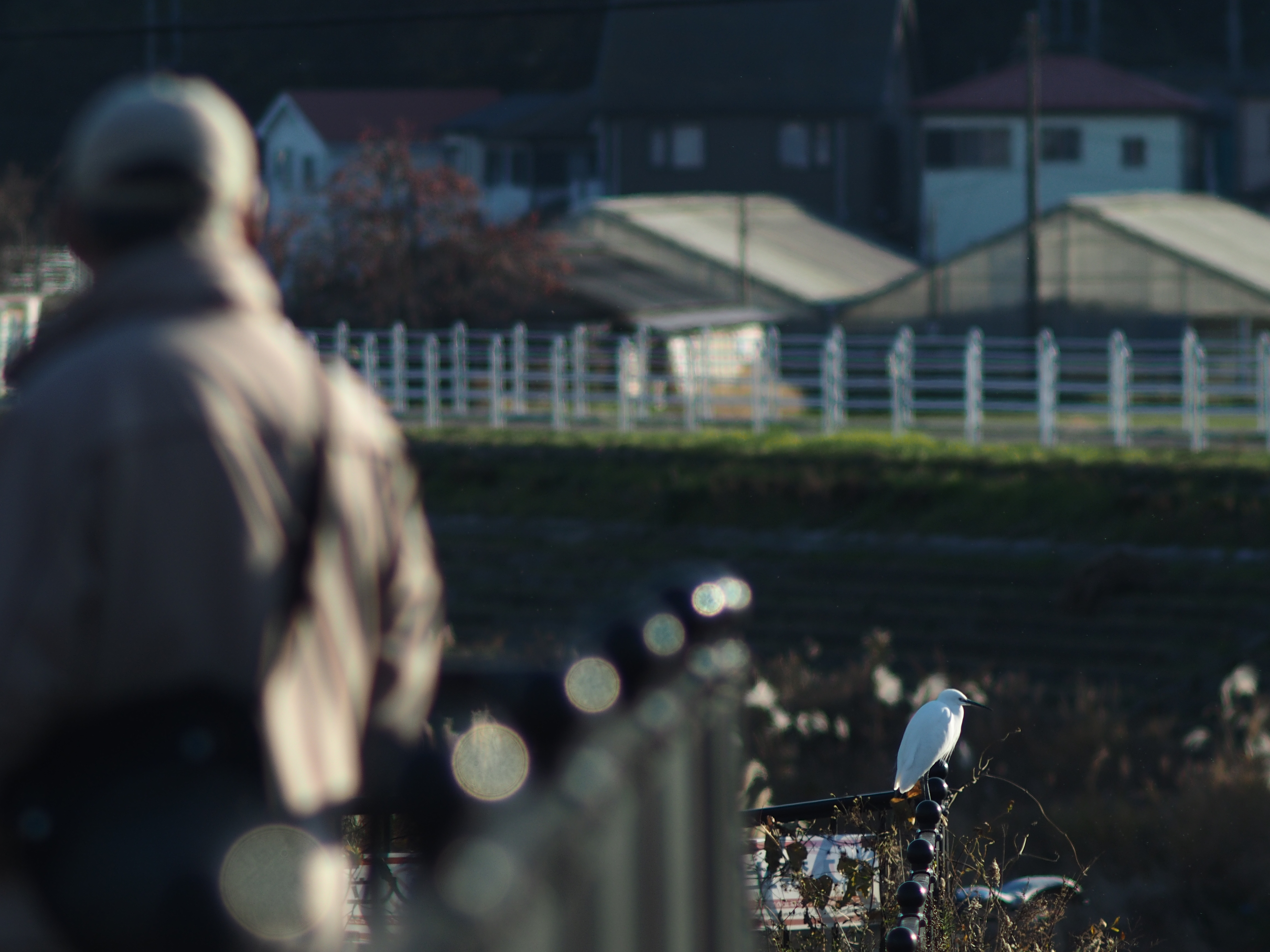 E-M1 / Carl Zeiss Jena 180mm f2.8 + MC-14 / 1/800秒 / F5.6 / -1EV / ISO200 / 絞り優先AE