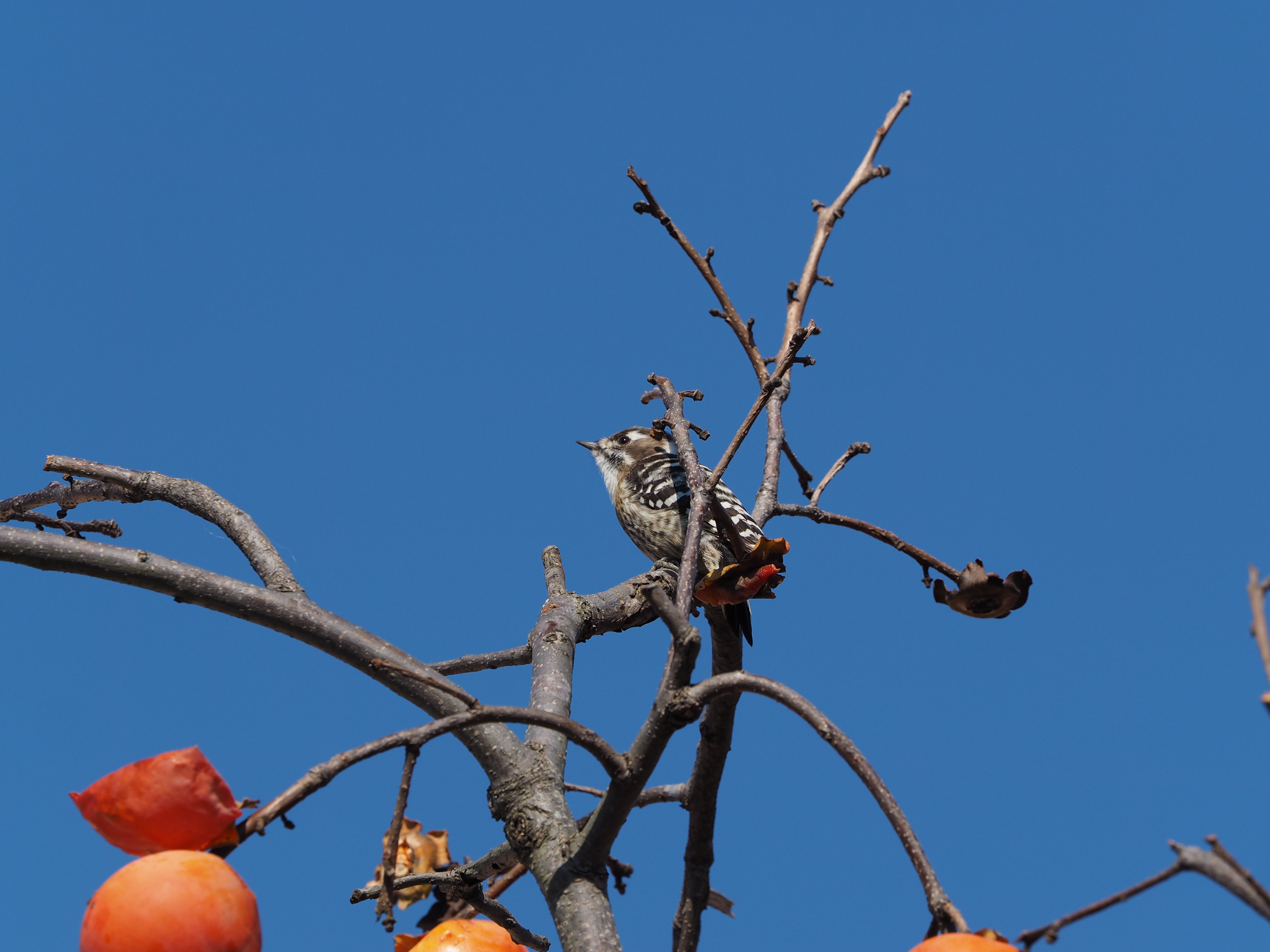E-M1 / M.ZUIKO DIGITAL ED 40-150mm F2.8 PRO + MC-14 / 1/1,000秒 / F6.3 / -0.3EV / ISO200 / プログラム