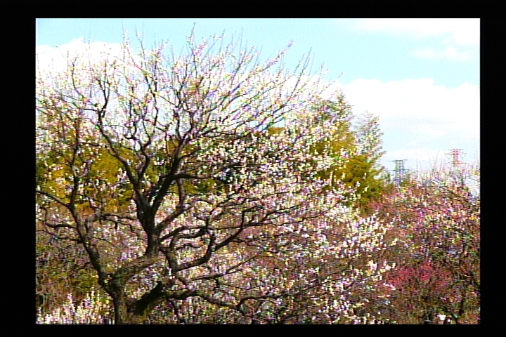 再生モード（モードダイヤルで選択）の画面。背面のDISPLAYボタンを押すたびに、液晶モニターと電子ファインダーの表示が「表示あり→撮影情報あり→表示なし→…」と、切り換わる。「撮影情報あり」の情報はかなり簡素。