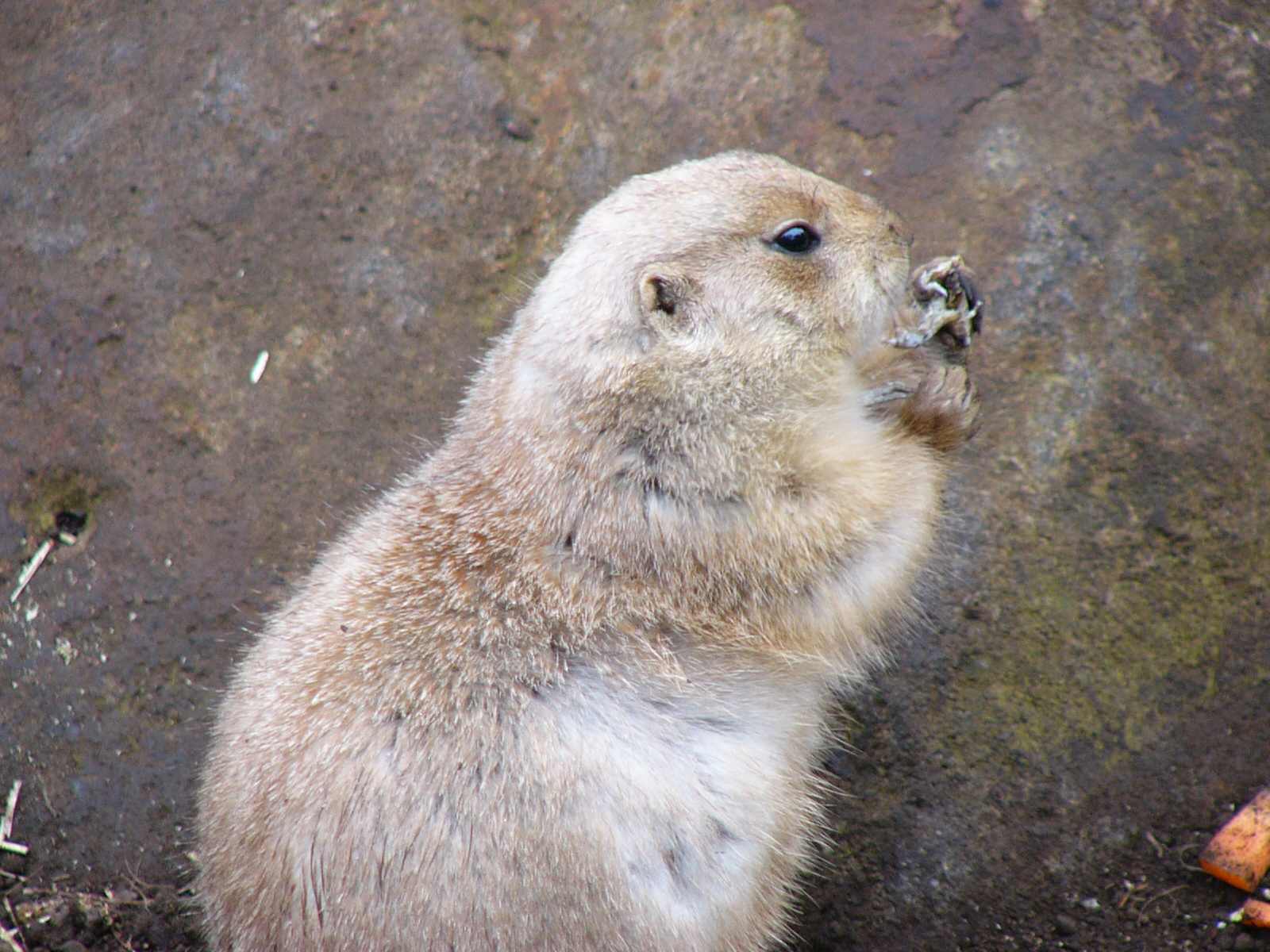 望遠端（420mm相当）