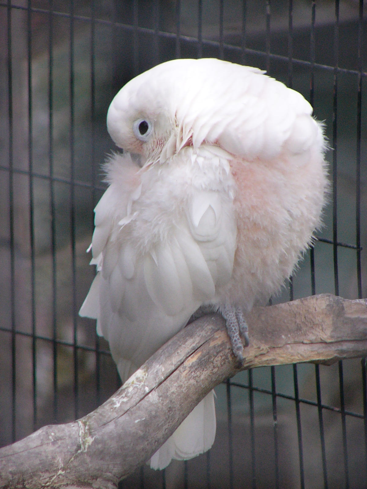 撮像素子のサイズは「1/3.2型」という現在のデジカメでは見られなくなった小さなもの（まだある？）。ということで、レンズが超望遠域をカバーしていても“ボケ効果の弱さ”が心配だった。でも、動物園での金網越しの撮影では、金網に接近することで結構ぼかすことができた。まあ、望遠端だと実際は「55.2mm F2.8」になるワケだから、うまくやればボケるか。やっぱ“大口径レンズ”は有利だわ。