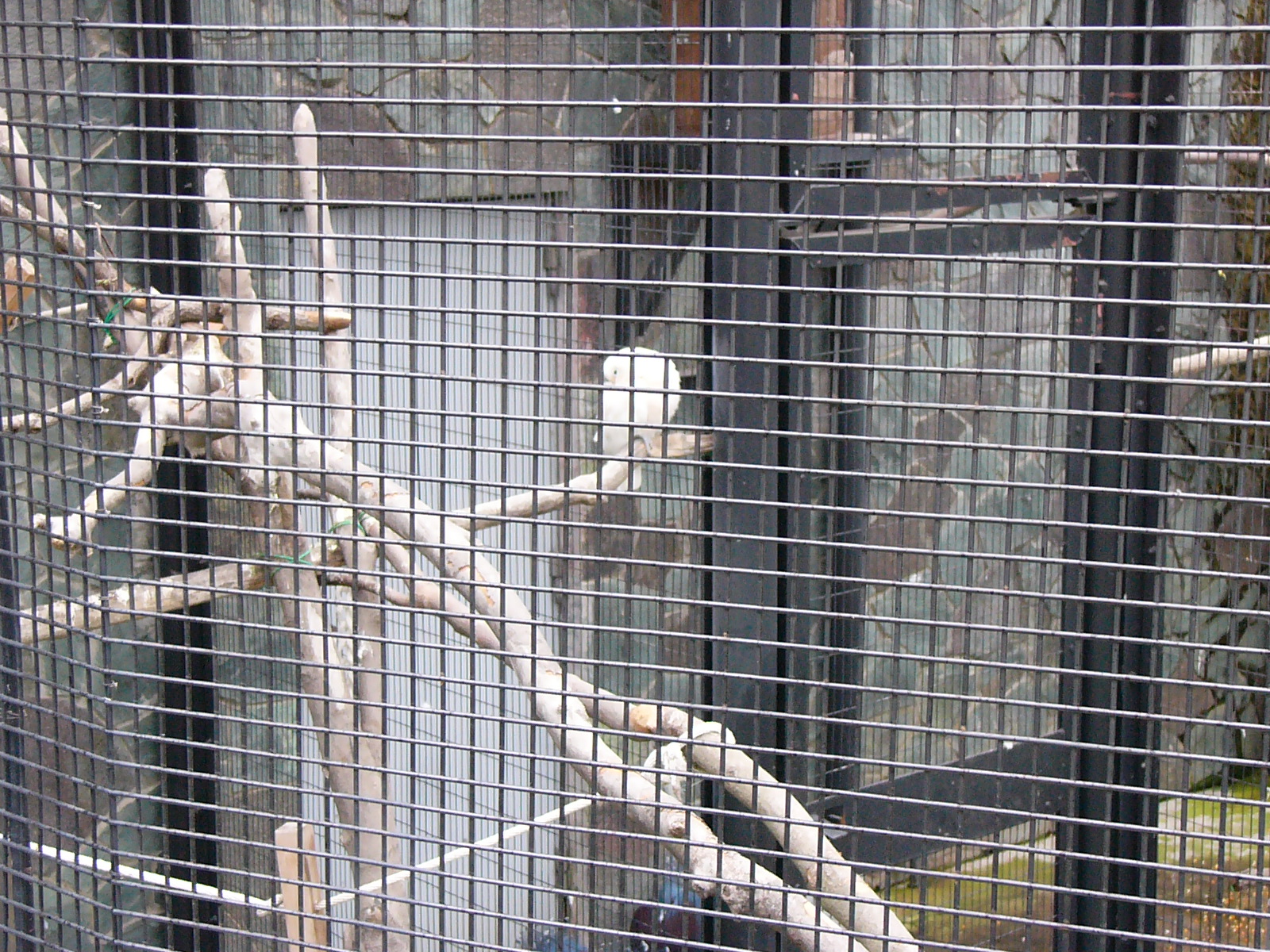 撮像素子のサイズは「1/3.2型」という現在のデジカメでは見られなくなった小さなもの（まだある？）。ということで、レンズが超望遠域をカバーしていても“ボケ効果の弱さ”が心配だった。でも、動物園での金網越しの撮影では、金網に接近することで結構ぼかすことができた。まあ、望遠端だと実際は「55.2mm F2.8」になるワケだから、うまくやればボケるか。やっぱ“大口径レンズ”は有利だわ。