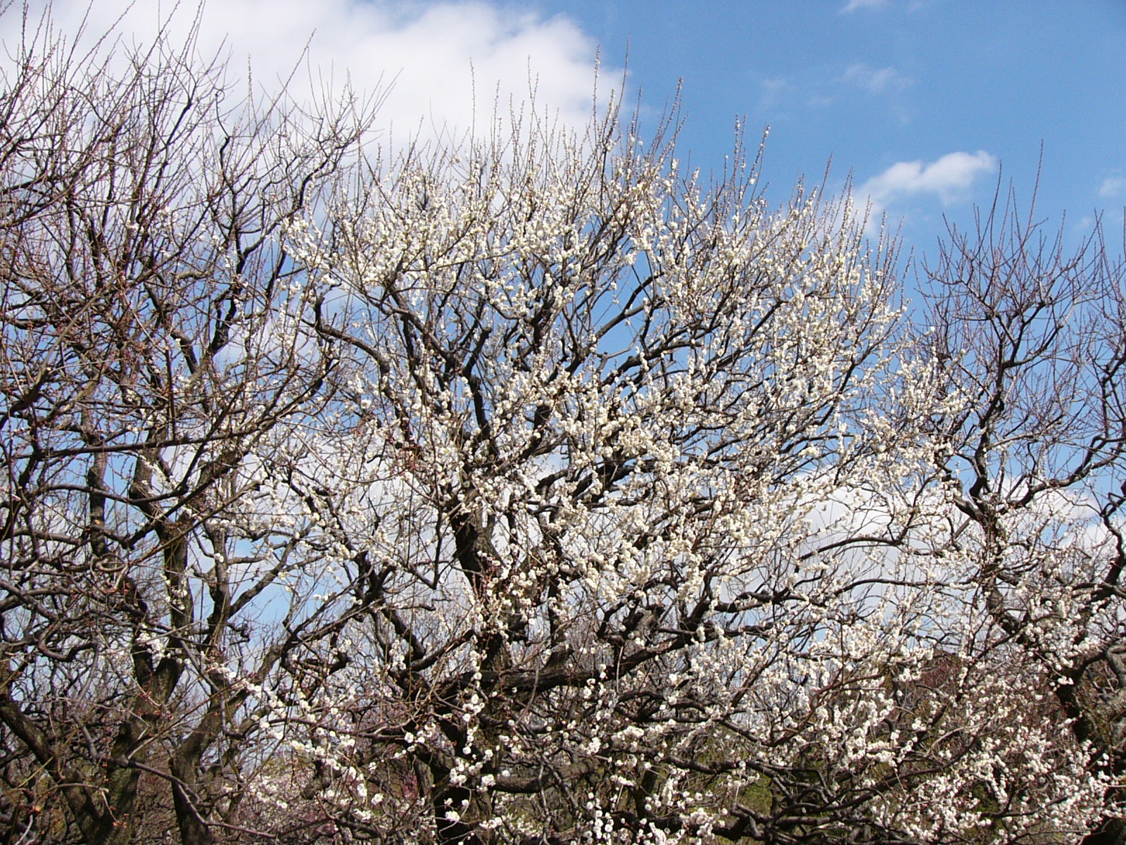 ISO50 / F5.2 / 1/400秒 / ±0EV / 4.6mm