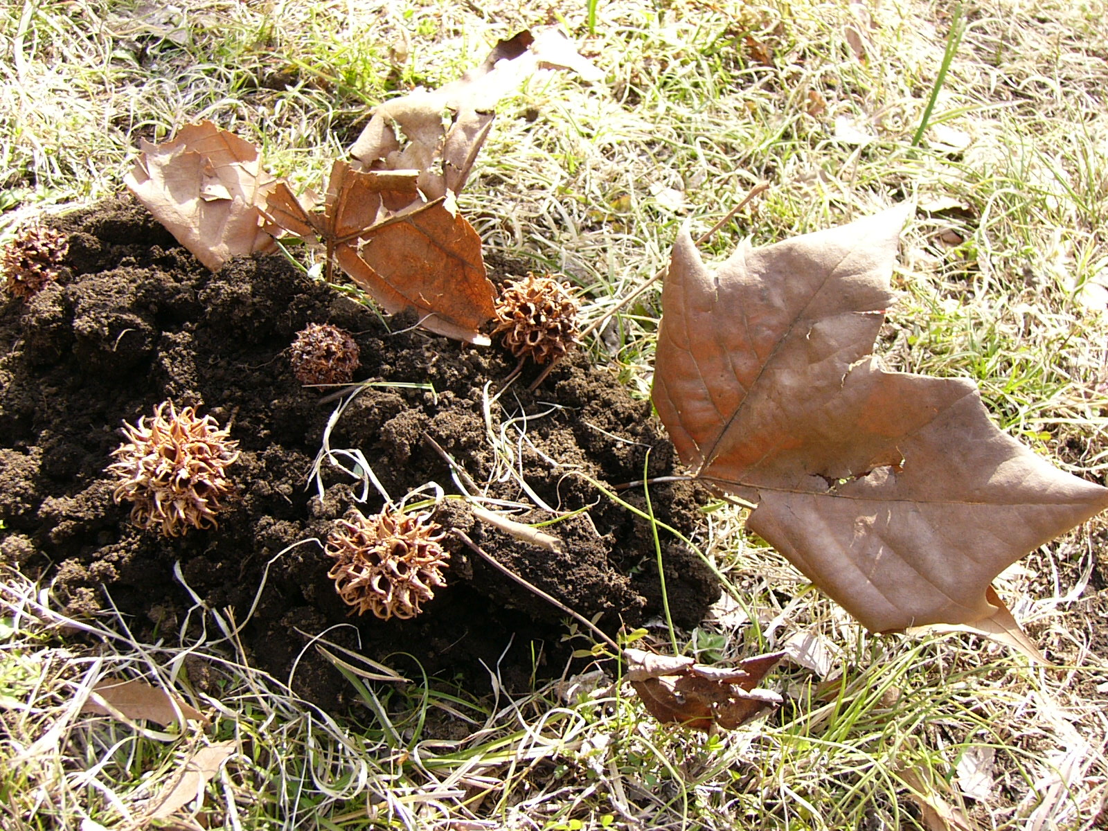 ISO50 / F3.3 / 1/160秒 / -0.7EV / 4.6mm