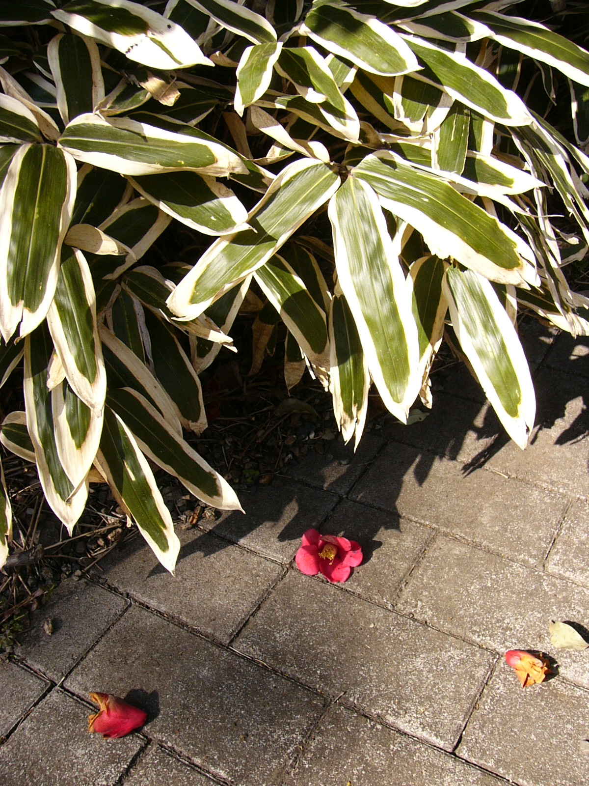 ISO50 / F4 / 1/200秒 / -0.7EV / 4.6mm