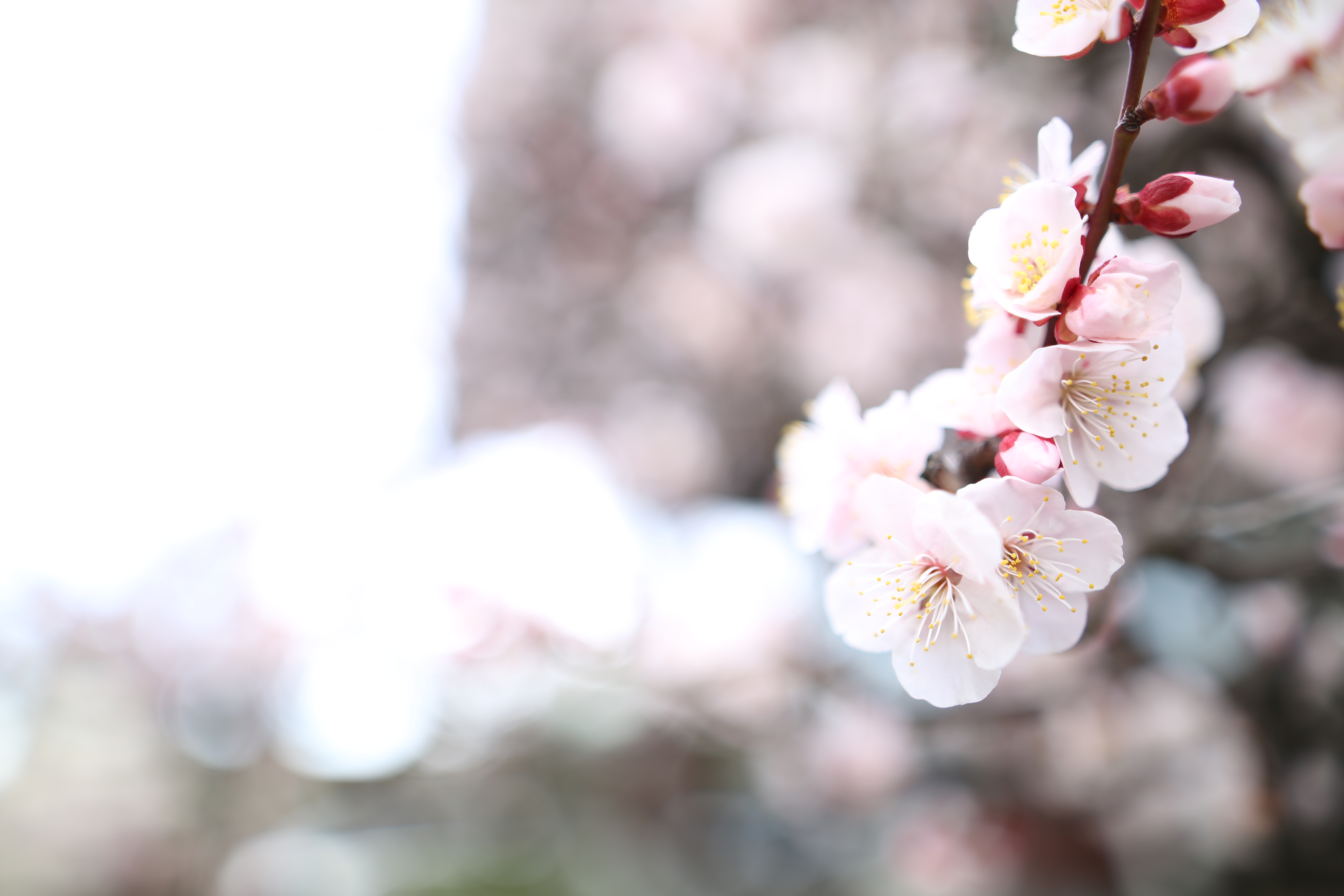 絞り開放・最短撮影距離（約25cm）で撮影。EOS 5D Mark III / 1/200秒 / F1.4 / +2EV / ISO100 / 絞り優先AE / 24mm