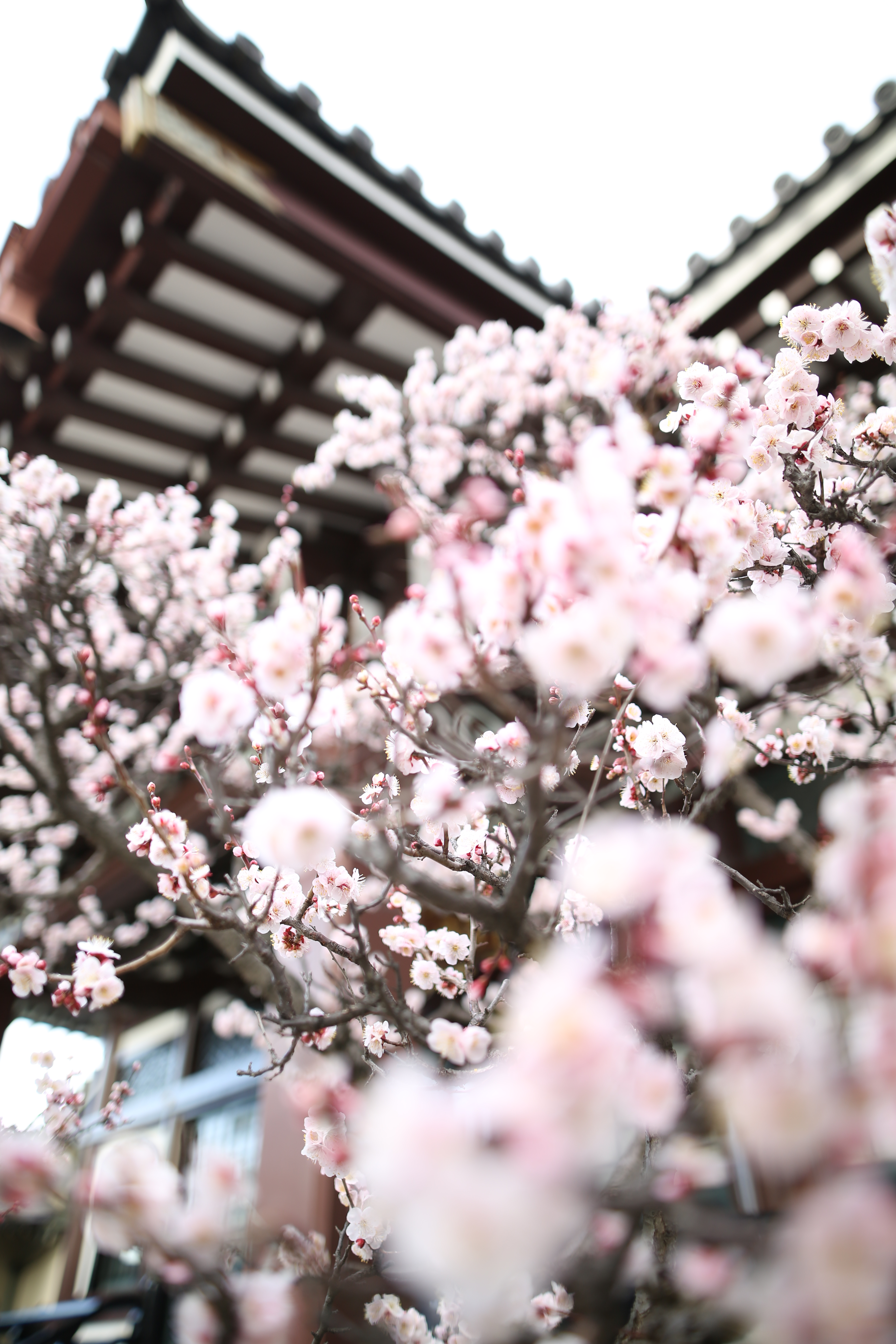 絞り開放・距離数mで撮影。EOS 5D Mark III / 1/200秒 / F1.4 / +1.3EV / ISO100 / 絞り優先AE / 24mm