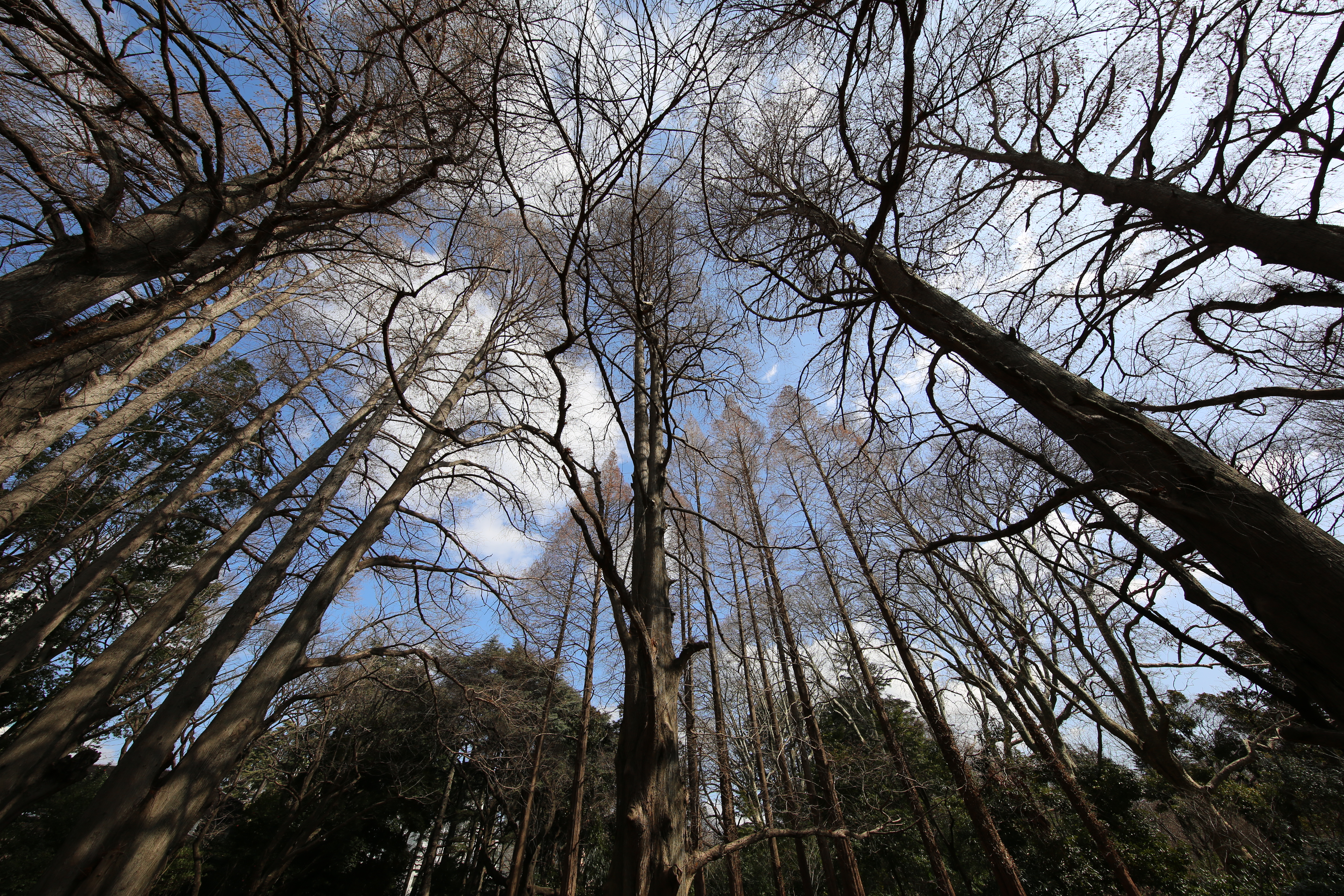 EOS 5D Mark III / 1/250秒 / F8 / 0EV / ISO100 / 絞り優先AE / 11mm