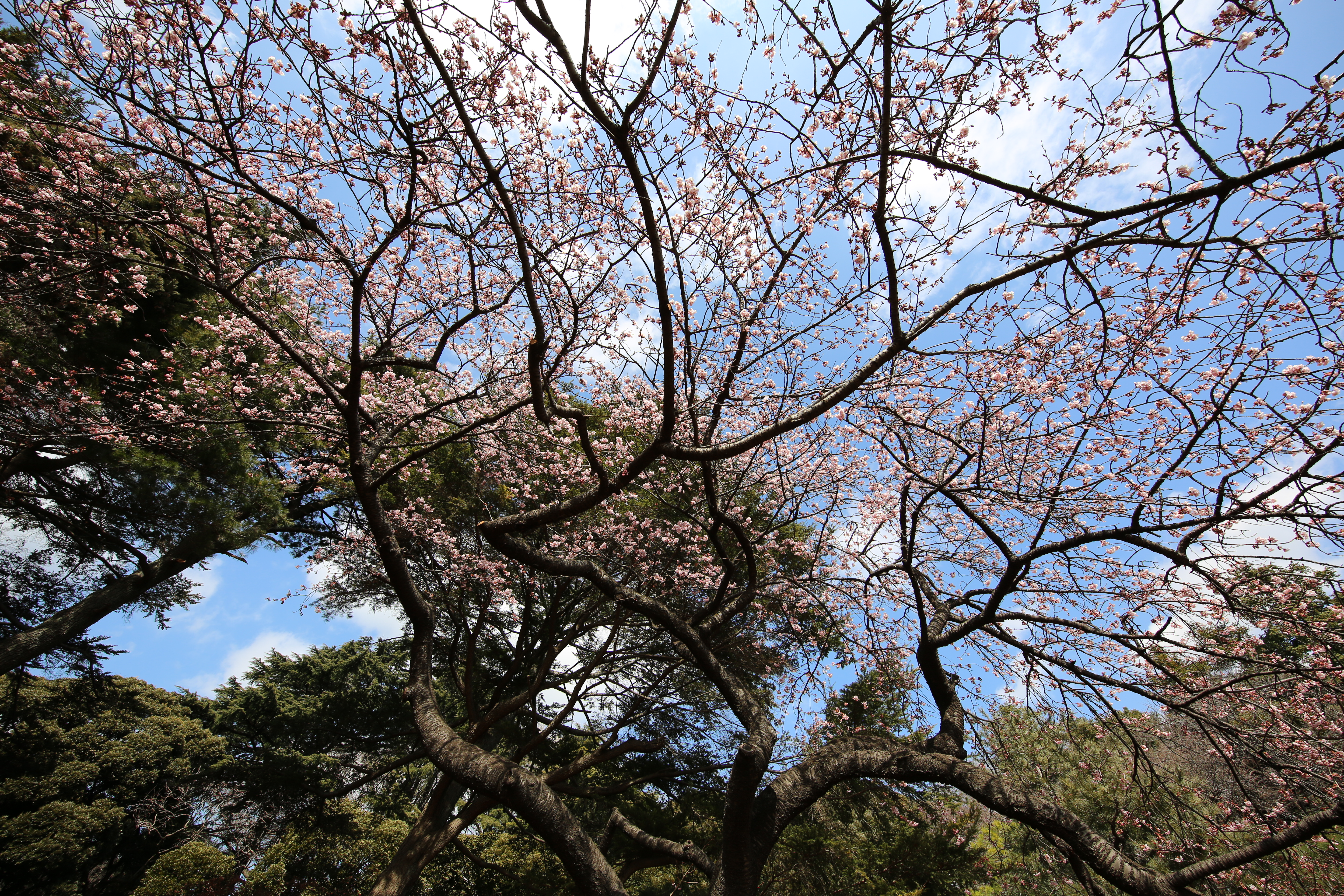 EOS 5D Mark III / 1/320秒 / F6.3 / +0.7EV / ISO100 / 絞り優先AE / 12mm