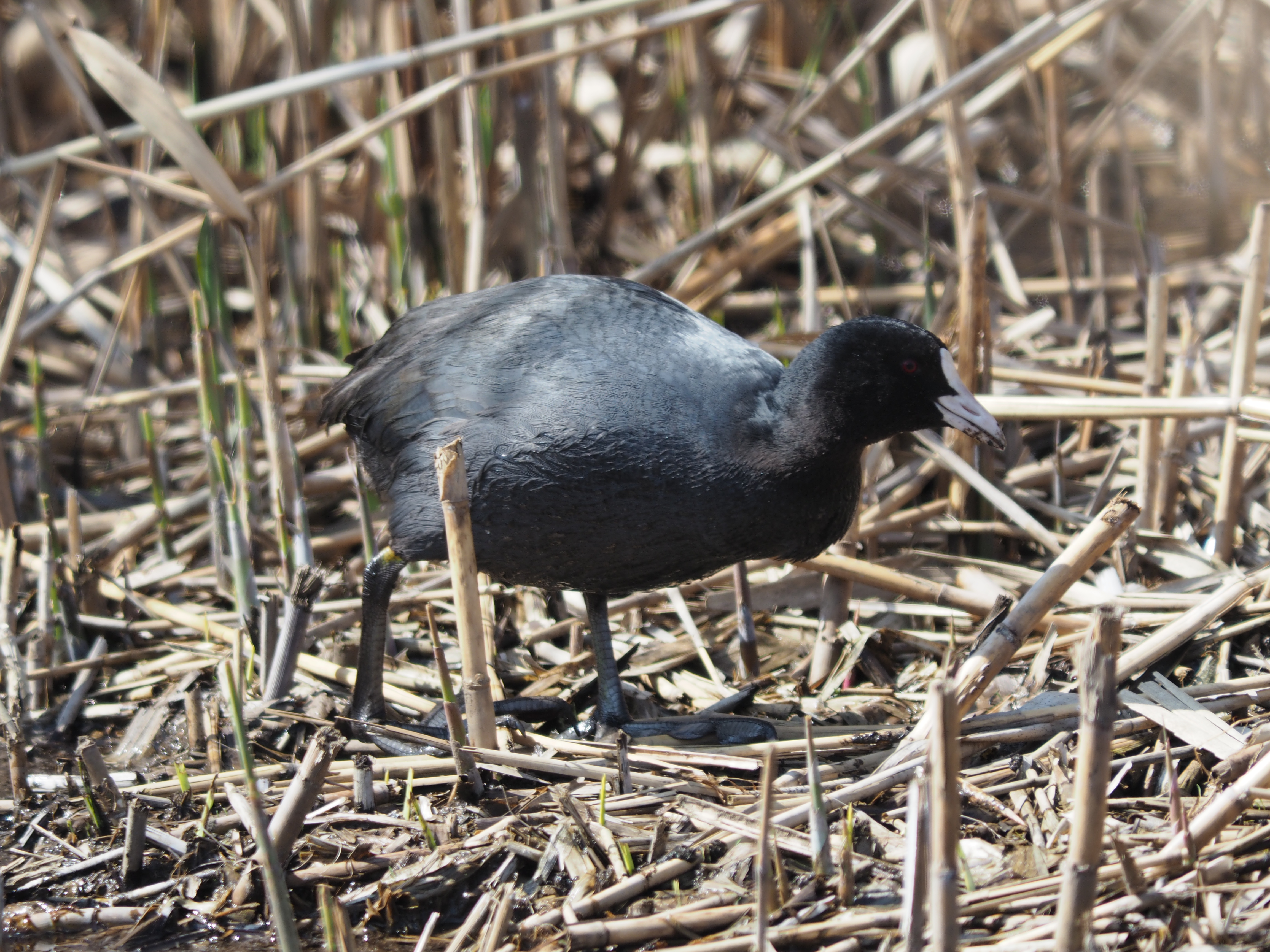 AIR A01 / 1/400秒 / F5.7 / 0EV / ISO200 / 絞り優先AE / 600mm