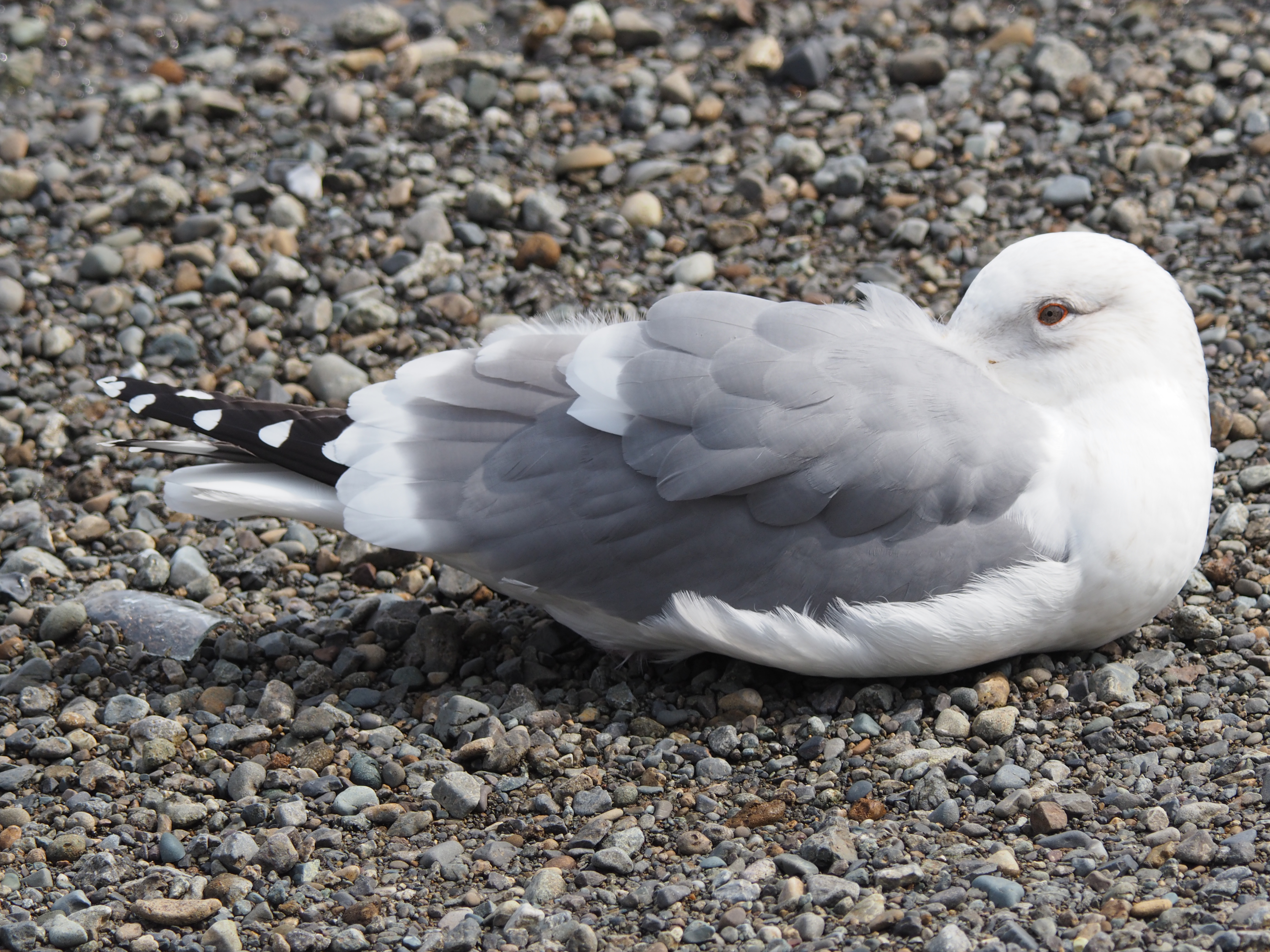 AIR A01 / 1/500秒 / F8 / 0EV / ISO320 / 絞り優先AE / 600mm