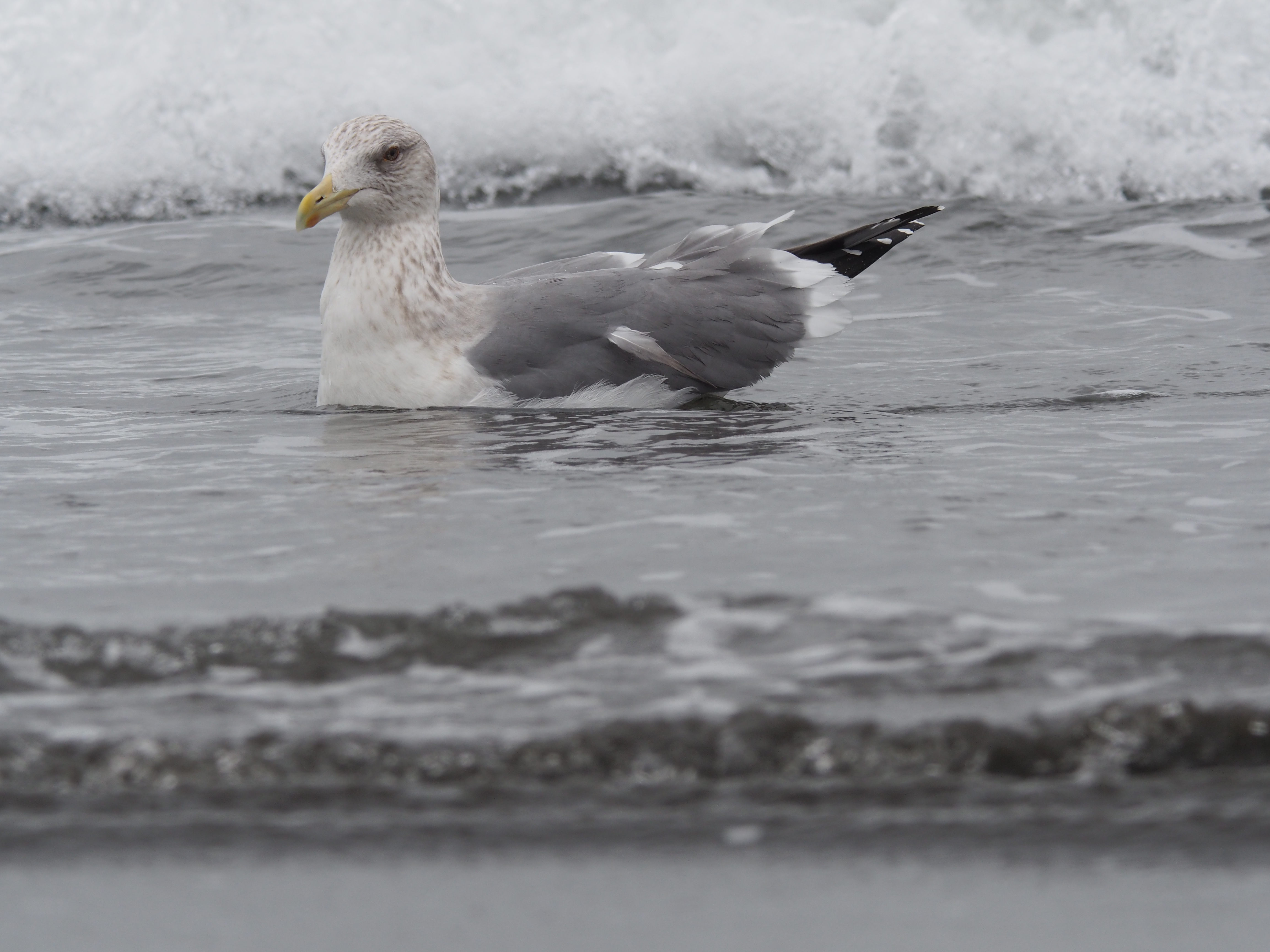 AIR A01 / 1/640秒 / F11 / 0EV / ISO400 / 絞り優先AE / 600mm