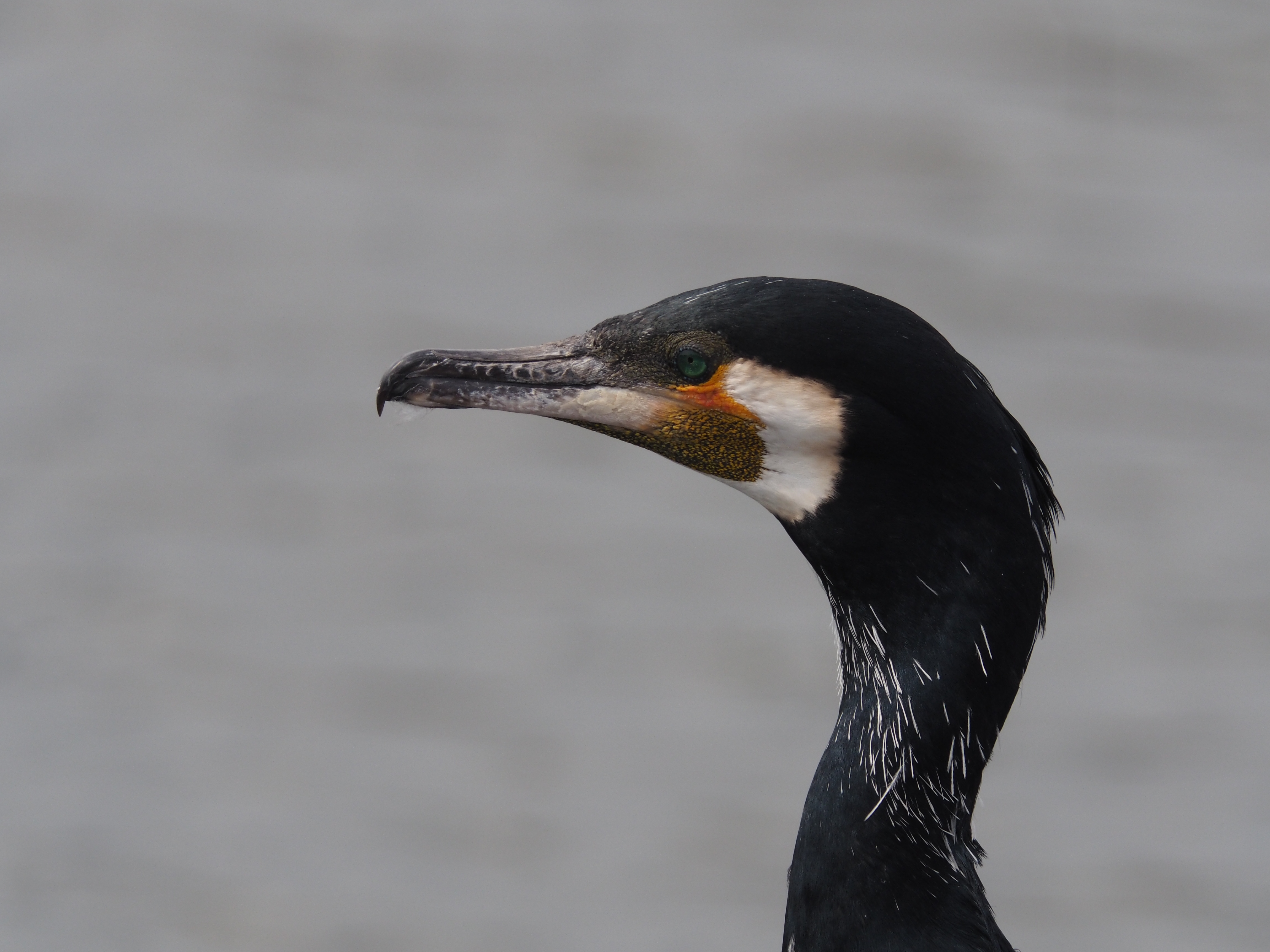 AIR A01 / 1/500秒 / F11 / 0EV / ISO400 / 絞り優先AE / 600mm