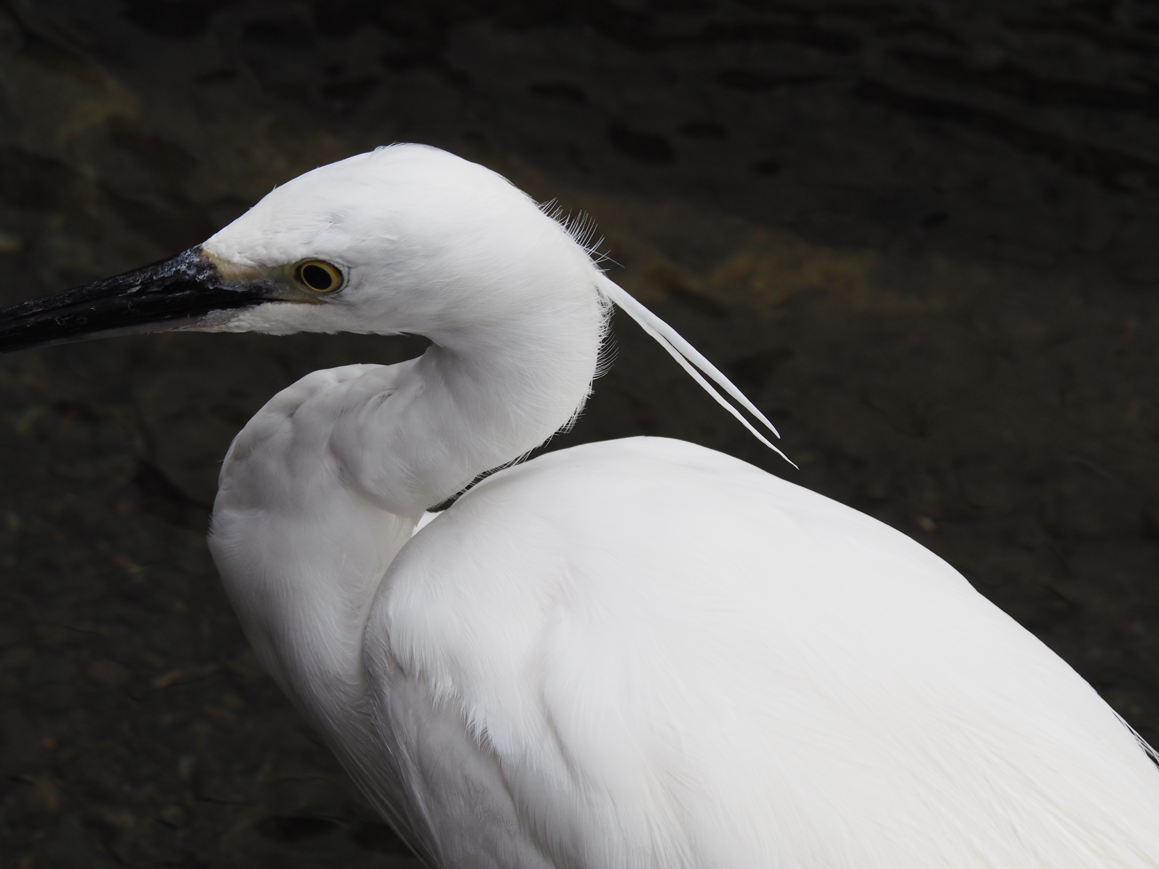 AIR A01 / 1/200秒 / F11 / 0EV / ISO400 / 絞り優先AE / 600mm