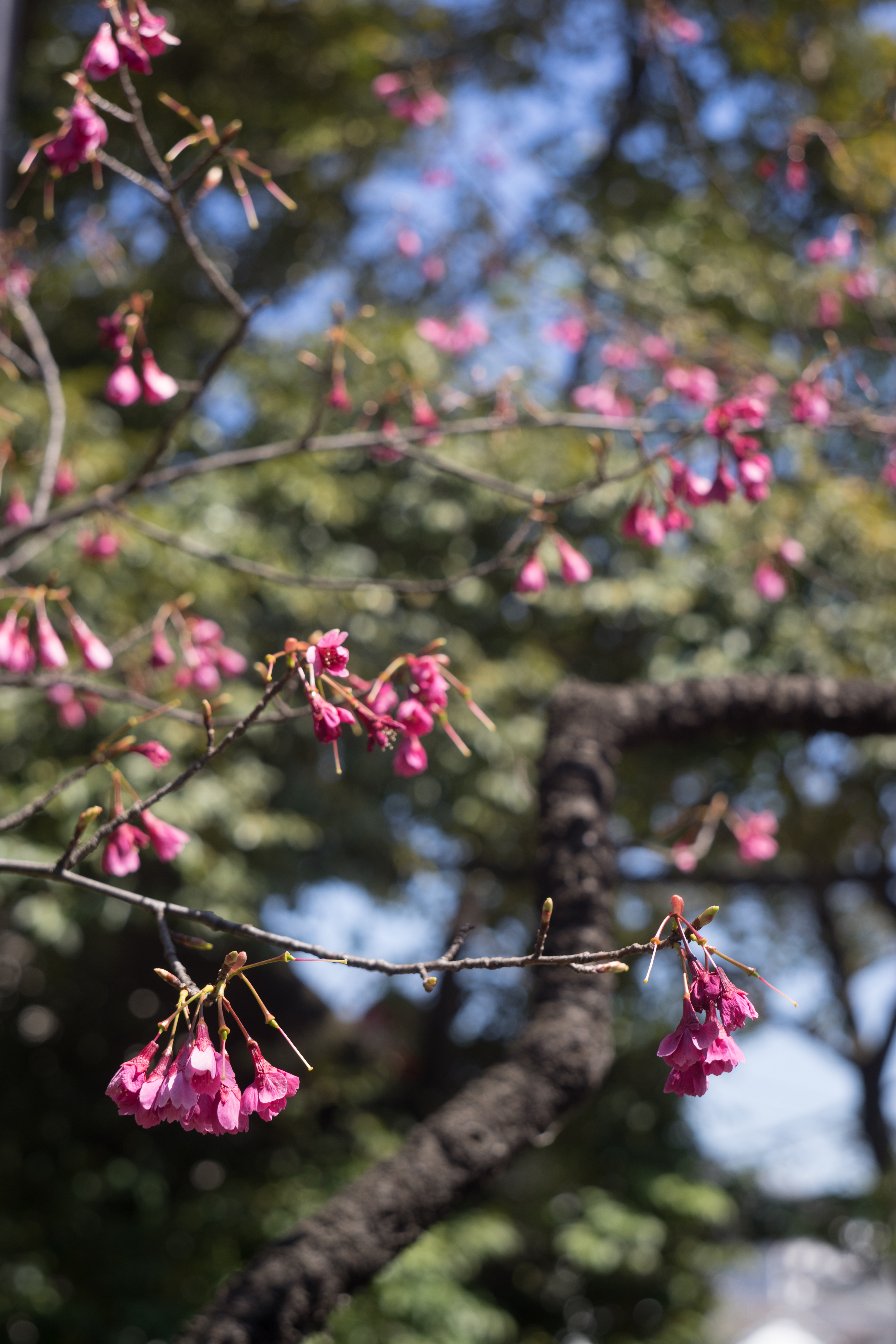 α7 II / Biotar 5.8cm F2 T / 1/160秒 / F5.6 / ±0EV / ISO100 / WB:オート