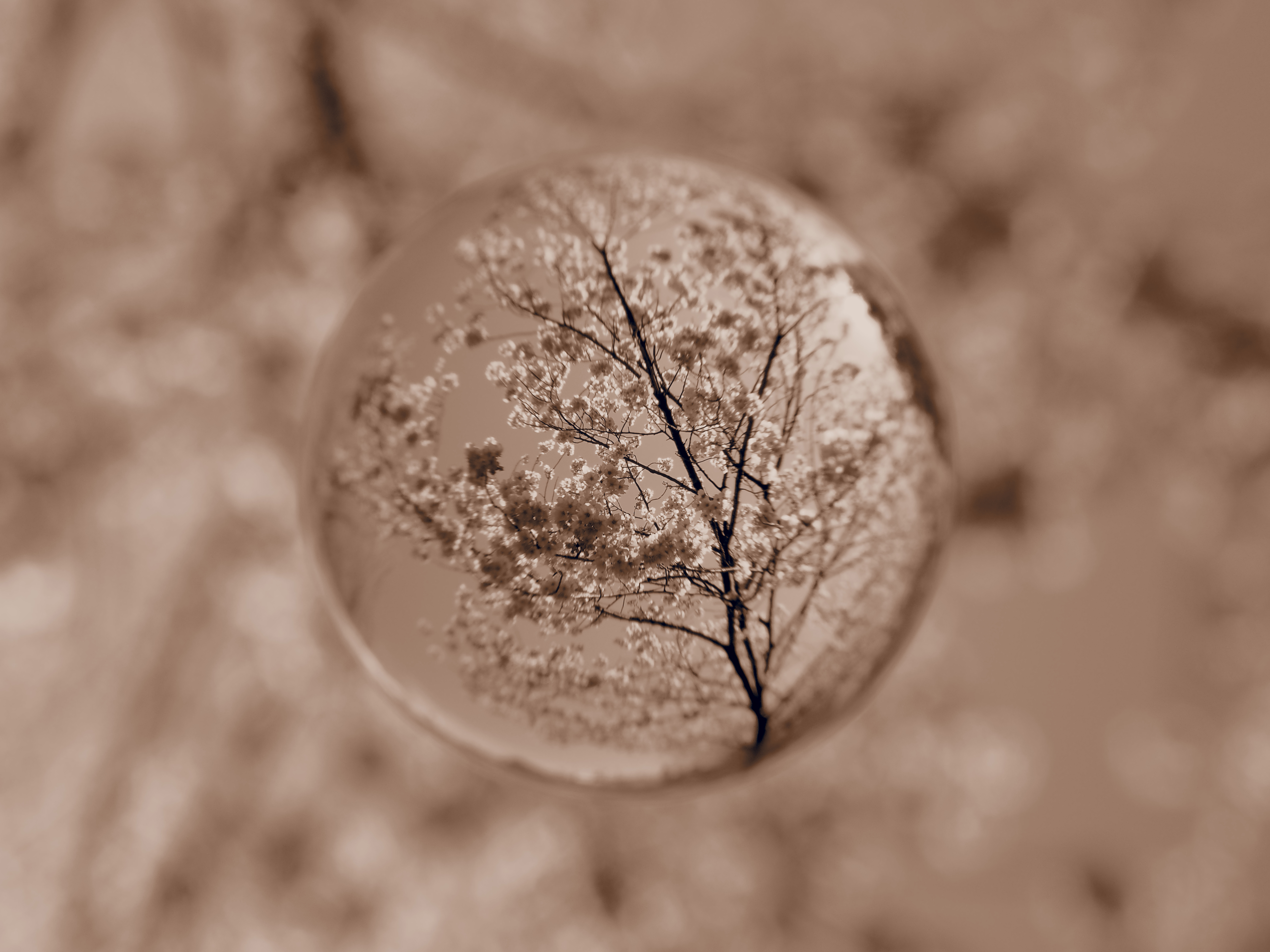 ジェントルセピア