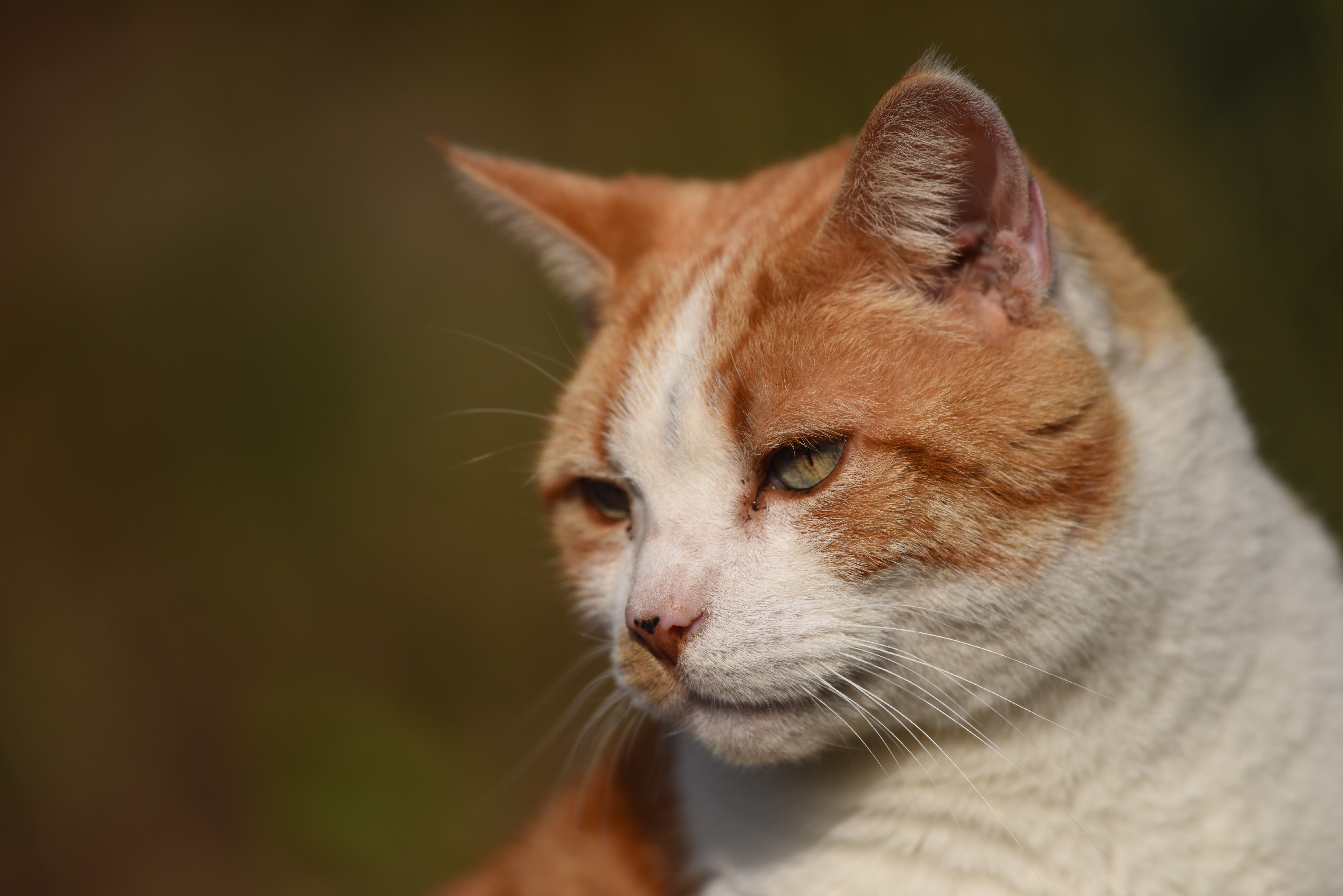 D810 / 1/1,000秒 / F4 / 0EV / ISO64 / 絞り優先AE / 300mm