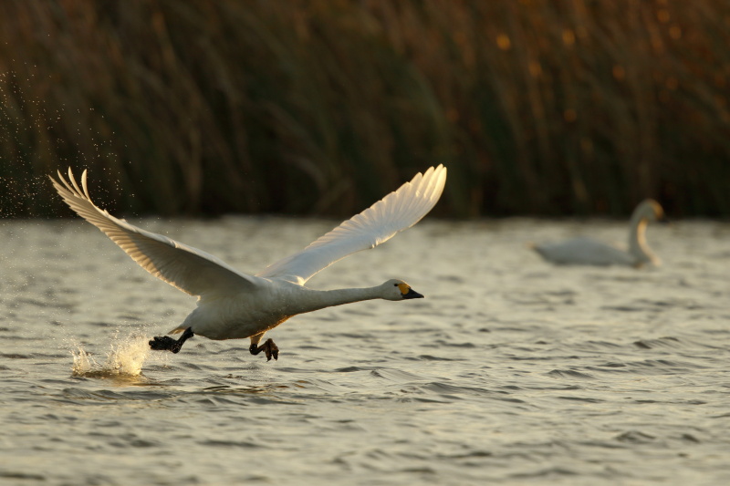 700mm（1,120mm相当）/ EF500mm F4L IS II USM＋EXTENDER EF1.4× III / マニュアル露出（F5.6、1/1,600 秒）/ ISO400 / WB：オート