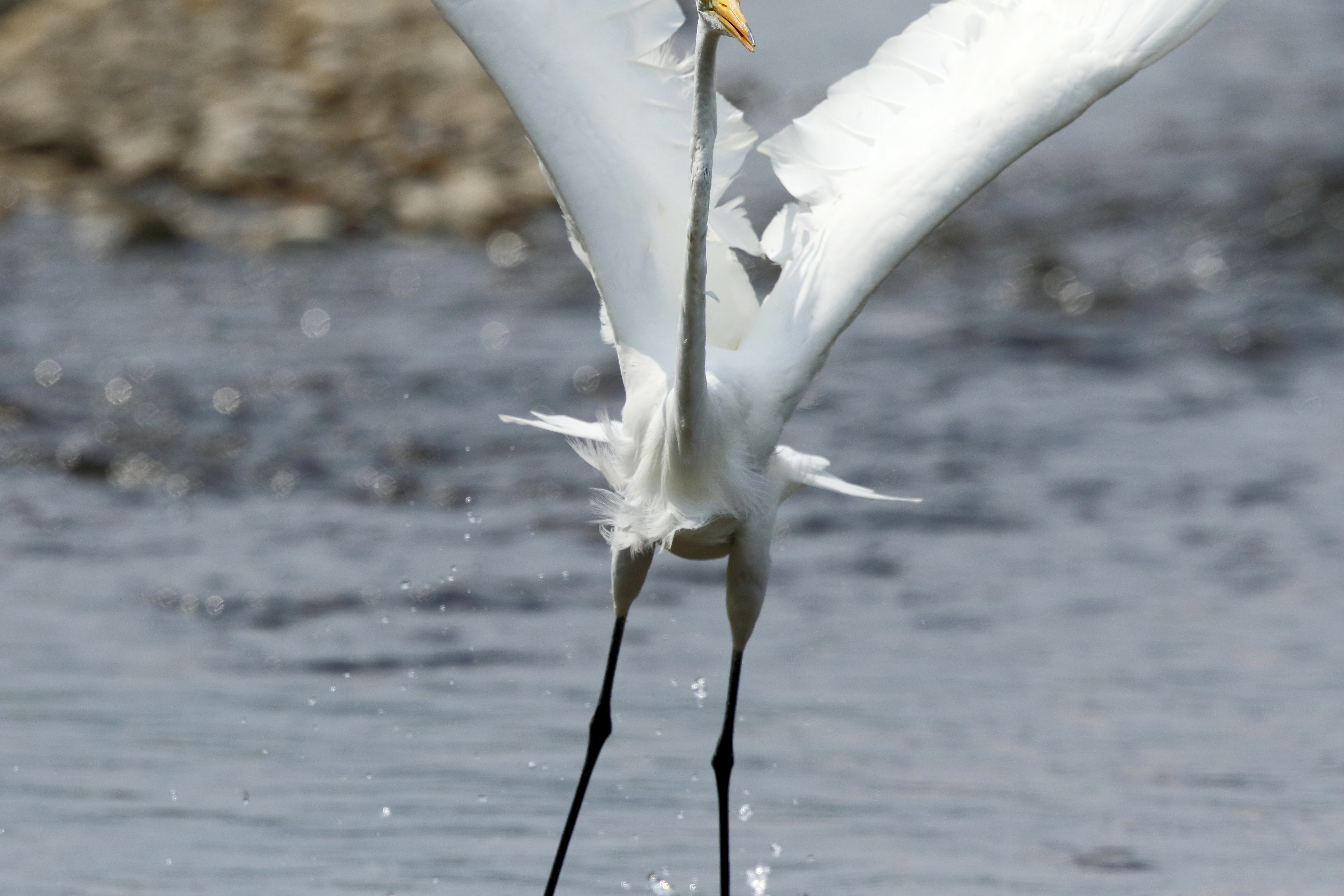 700mm（1,120mm相当）/ EF500mm F4L IS II USM＋EXTENDER EF1.4× III / 絞り優先AE（F8、1/5,000 秒、-0.3EV）/ ISO800 / WB：オート