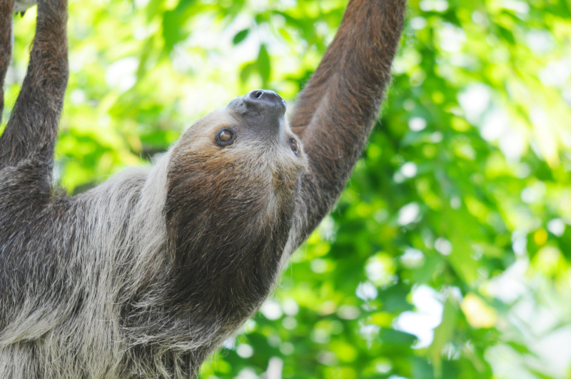 ナマケモノがかぎ爪を引っかけて渡るロープを入れて撮ってしまうとどうしても自然な感じがでません。そこで思い切ってロープはカットして、長い前足を強調するフレーミングをしてみました。ニコンD7100／AF-S NIKKOR 80-400mm f/4.5-5.6G ED VR／300mm（450mm相当）／プログラムオート（F5.6、1/200秒、+0.3EV）／ISO320／WB：オート／埼玉県こども動物自然公園