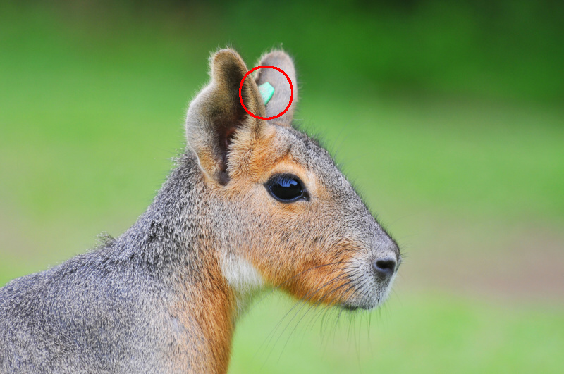 動物園では個体識別のためにペンギンの翼にバンドをしたり、マーラの耳にタグを付けたりしていることがあります。これらも角度を変えてなるべく写らないようにしてみましょう