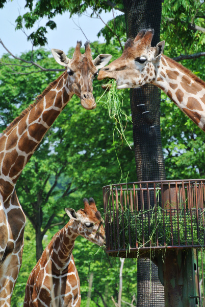 <strong class="">餌カゴ</strong><br class="">キリンの背の高さに餌カゴを作り、彼らがしゃがみ込まずに楽に餌が食べられるようにしています