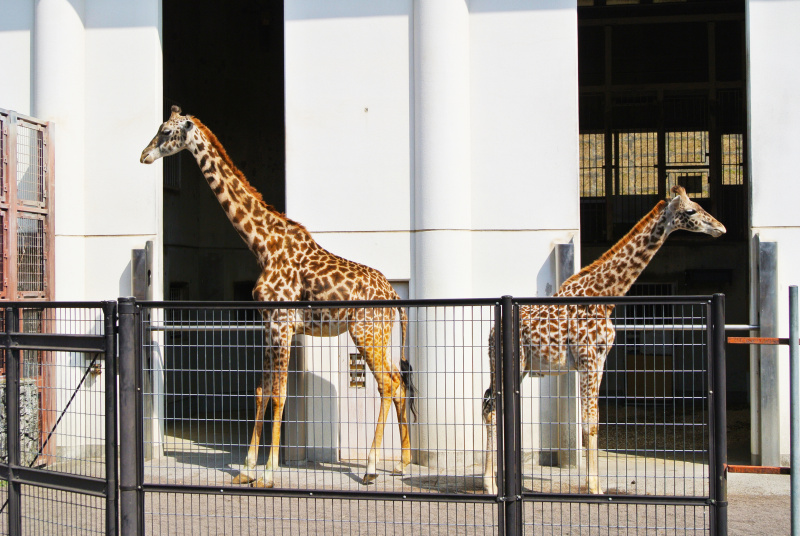 <strong class="">寝小屋</strong><br class="">寝小屋への出入り口は、動物の大きさに合わせて作られています。目立たない作りのものもあります