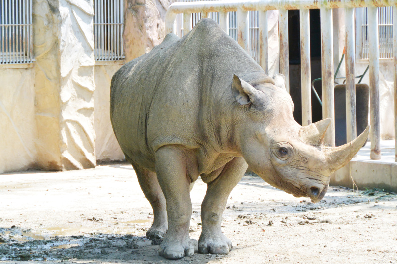 <strong class="">柵</strong><br class="">動物が逃げないための柵や、ほかの動物と分ける柵、材質も木製や鉄製など太い物から細いものまでいろいろあります