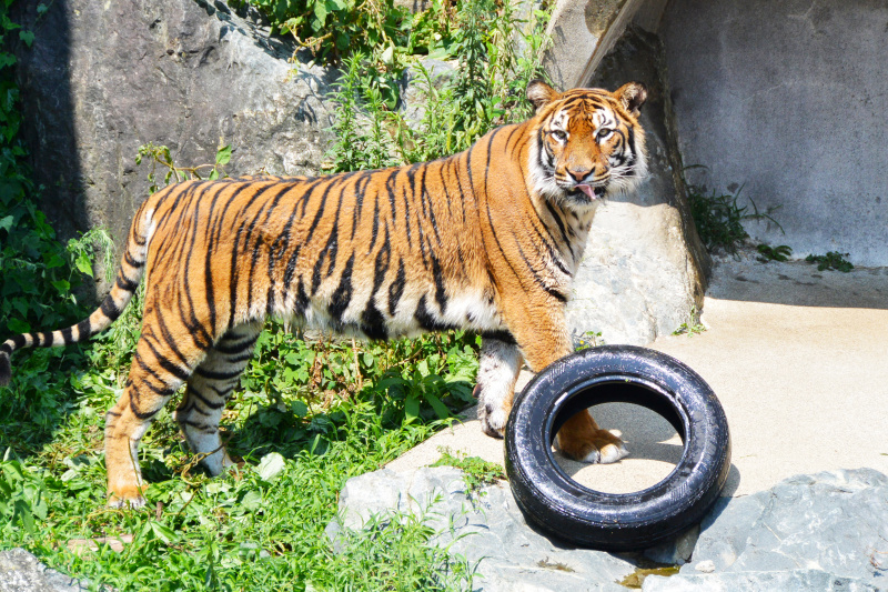 <strong class="">遊具</strong><br class="">動物たちが退屈しないように、その動物の生態や行動に合わせて遊び道具が作られています