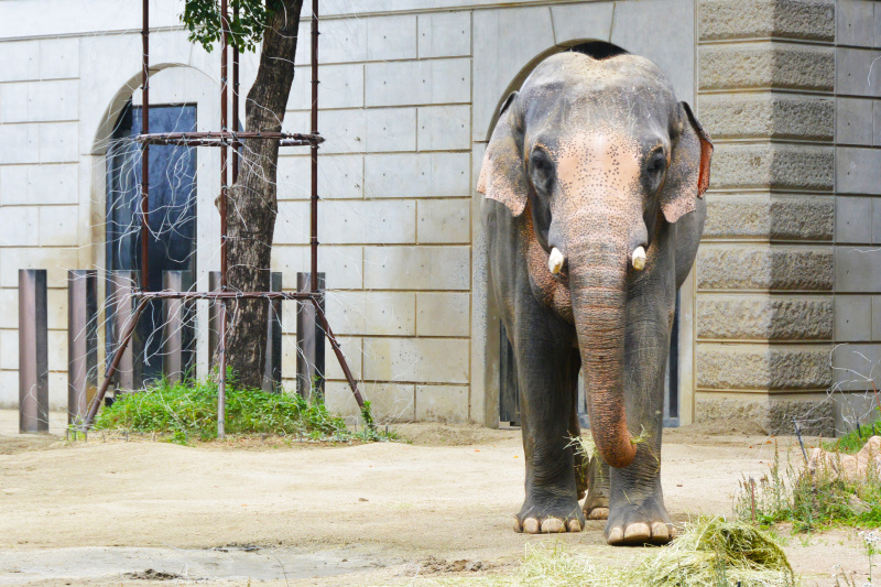 <strong class="">コンクリート</strong><br class="">動物舎やほかの動物と隔てる壁、放飼場などにコンクリートが使われています