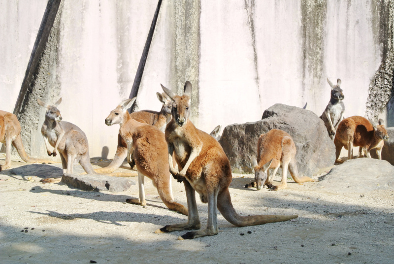 <strong class="">コンクリート</strong><br class="">動物舎やほかの動物と隔てる壁、放飼場などにコンクリートが使われています