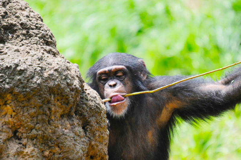 近年は展示施設を作るのに擬木や擬岩の技術が発達し、目を凝らしてみても本物としか思えないものが登場しています。よく見るのがチンパンジーの放飼場に作られた蟻塚でしょう。枝を使ってシロアリ釣りをする行動を見せるためですが、これらは動物と一緒に写っていても違和感は感じられません