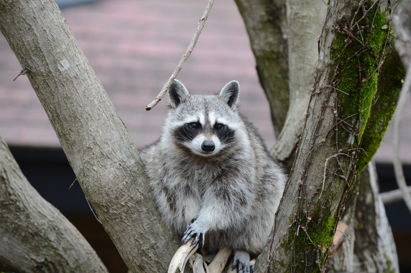 <strong class="">顔をアップで切り取って後ろの人工物をカットしましょう</strong><br class="">頭の上の小枝がちょっと気になりますね