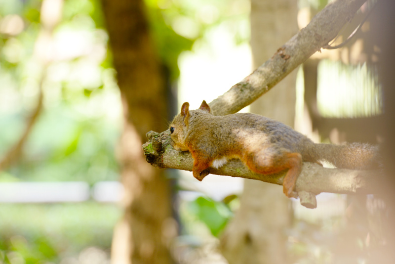 <strong class="">背景をぼかせば人工物の存在感が薄れます</strong><br class="">左：F5.6、右：F2.8。背景に人工物があるときには、望遠レンズで絞りを開放絞りにして背景をぼかすという方法もあります。このテクニックは動物とその人工物の距離が近すぎるときには不可能ですが、少し距離がある場合には有効です