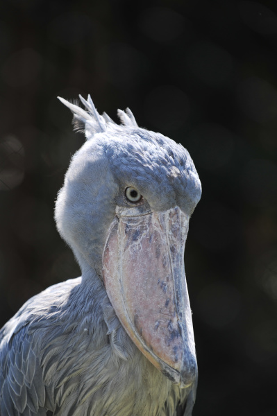 <strong class="">動物より背景が暗い場合に限ります</strong><br class="">左は補正無し、右は-0.7EV補正。背景が動物よりも暗いとき、そのまま撮ると見た目より明るく写ってしまい、背景が人工物の場合は、より目立ってしまいます。露出をマイナス補正することで、背景が暗く落ちて人工物が目立たなくなることがあります