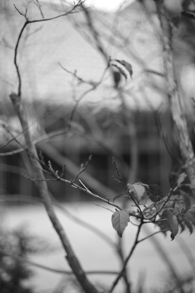 <strong class="">F1.4で撮れば情報を整理できる</strong><br class="">1mの距離から、葉にピントを合わせて撮影。F1.4で撮ると被写界深度が浅くなり背景はぼけて葉だけが浮き立つようになった。こうすると背景の建物は判別できなくなり、葉だけに目がいく。