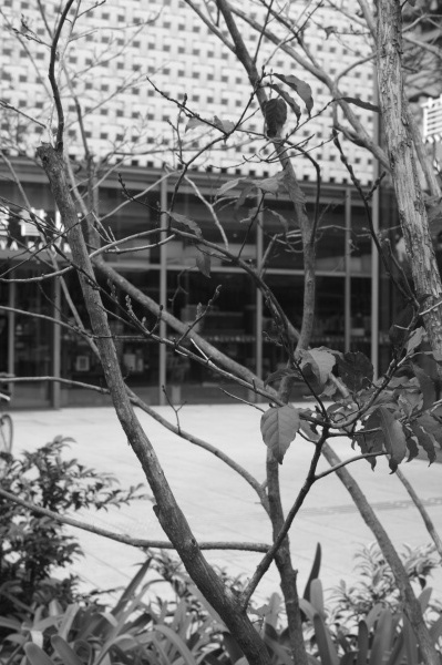 <strong class="">F16で撮ると背景の建物が目立ち過ぎる</strong><br class="">F16まで絞ると被写界深度が深くなり、遠景の建物が判別できて、うるさくなってしまう。