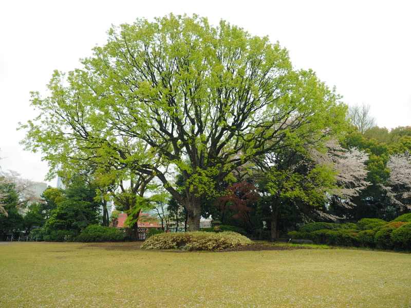 奥庭にそびえるフウの木は推定樹齢は250年以上と言われています。幹の周りは約3メートル、木の高さは約20m。この種の木は都内でも珍しく、品川区の天然記念樹に指定されているそうです。
