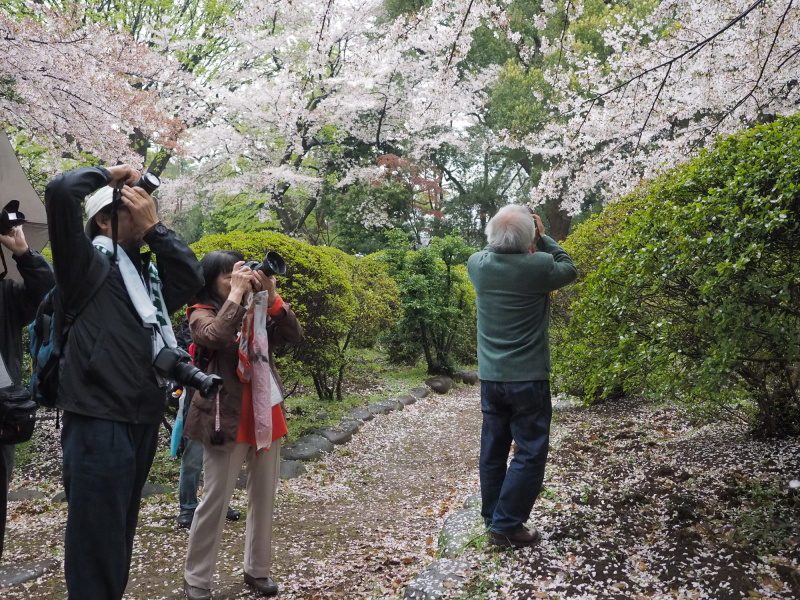 桜の幹と花を大胆に切り取ったり、桜越しの島津公爵邸を撮影したりしました。