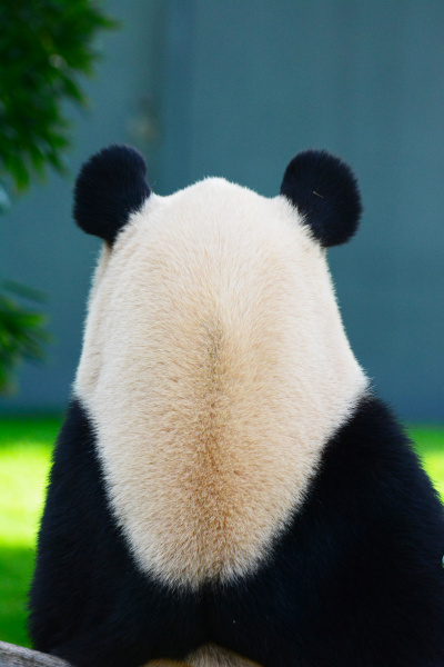 大人のパンダの後ろ姿には、どこか哀愁が漂っていると思いませんか?