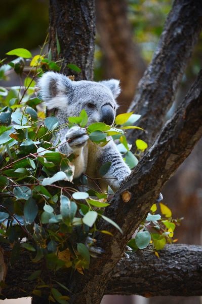 どちらもかわいい食事シーンですが、天窓からの外光が反射して目にキャッチライトが入った右の写真の方が生き生きして見えますね（東山動植物園）